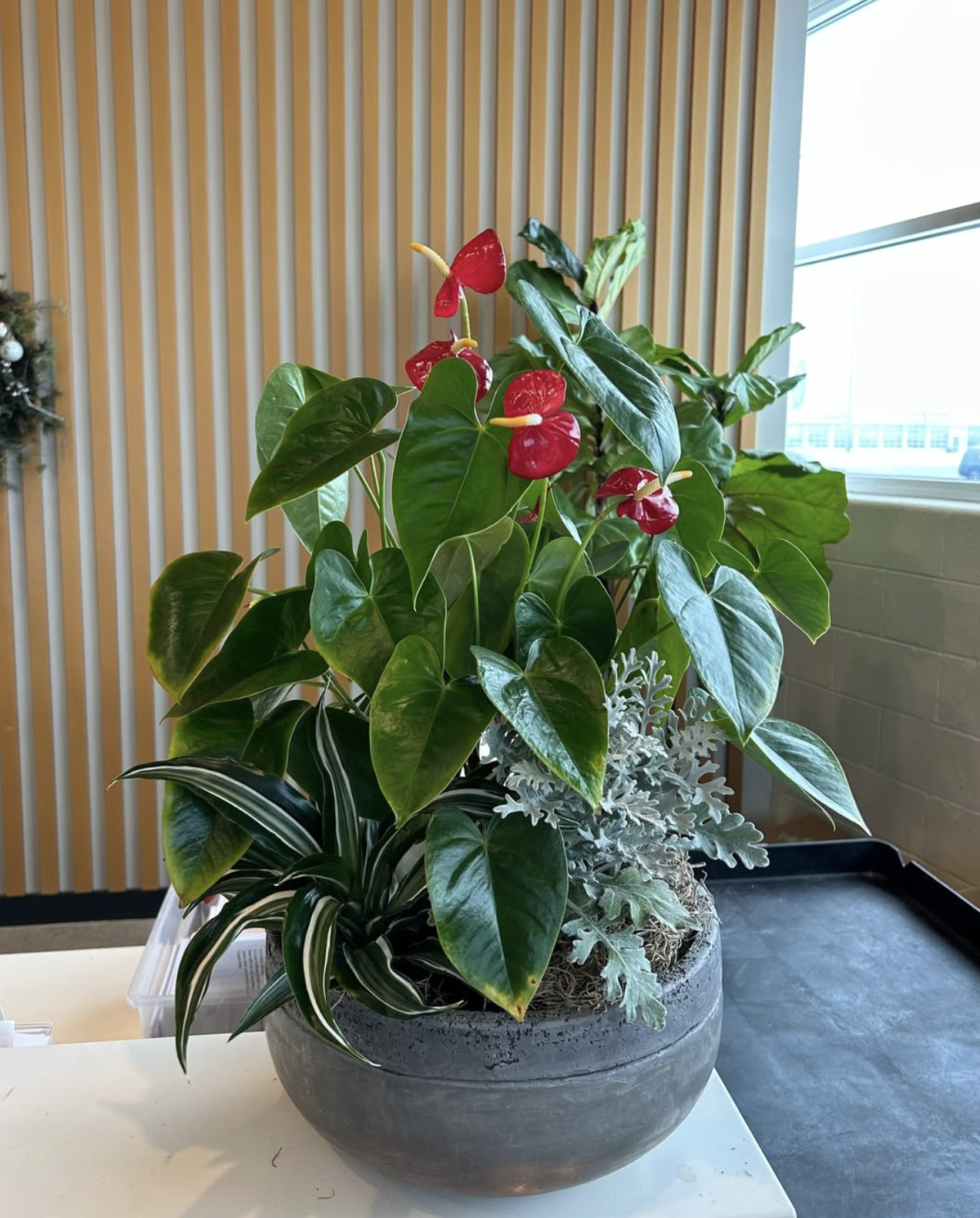 Potted anthurium and dusty miller plant arrangement in a bank lobby.