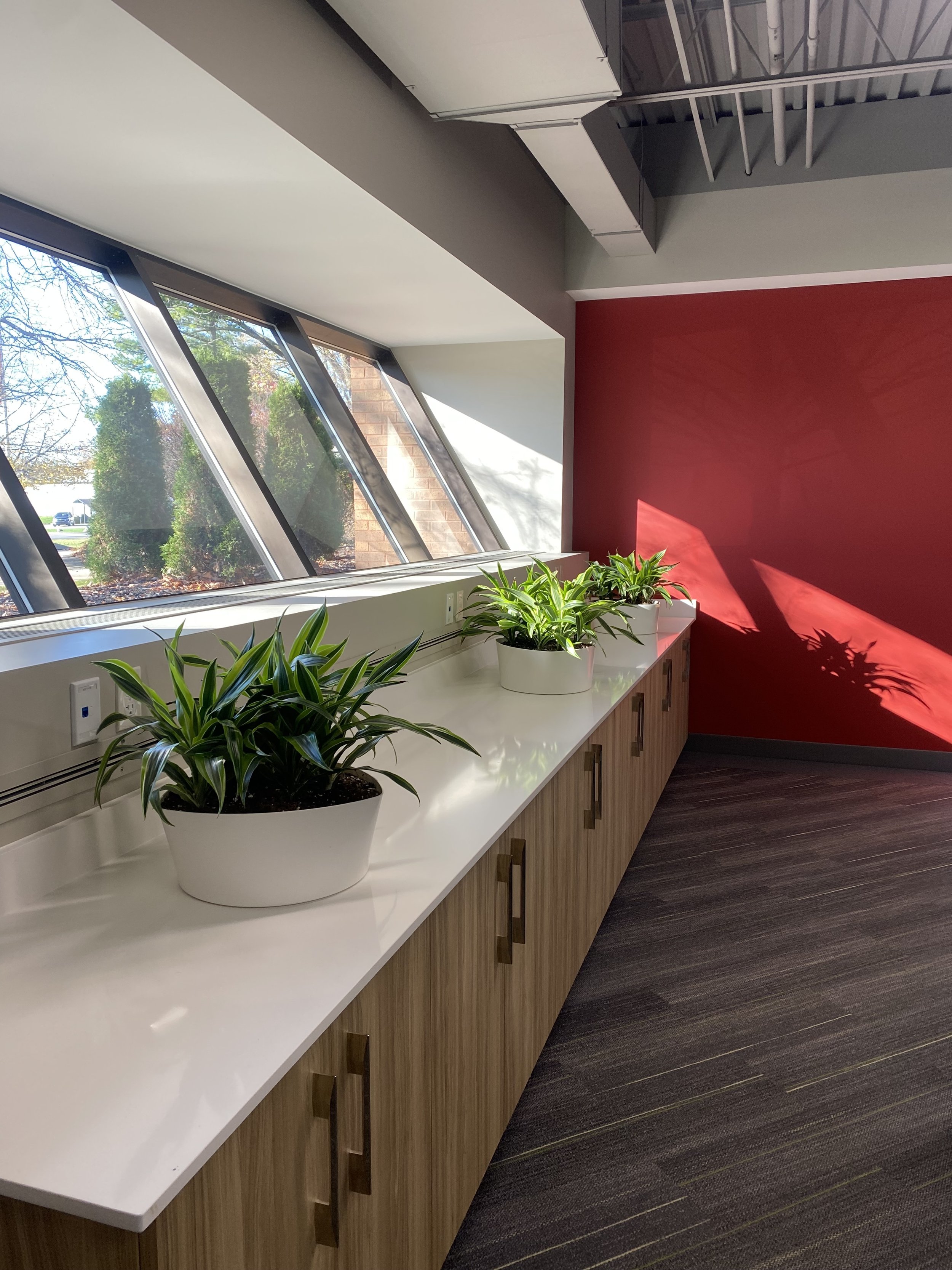 Dracaena and spider plants on a built-in counter beside a red accent wall.