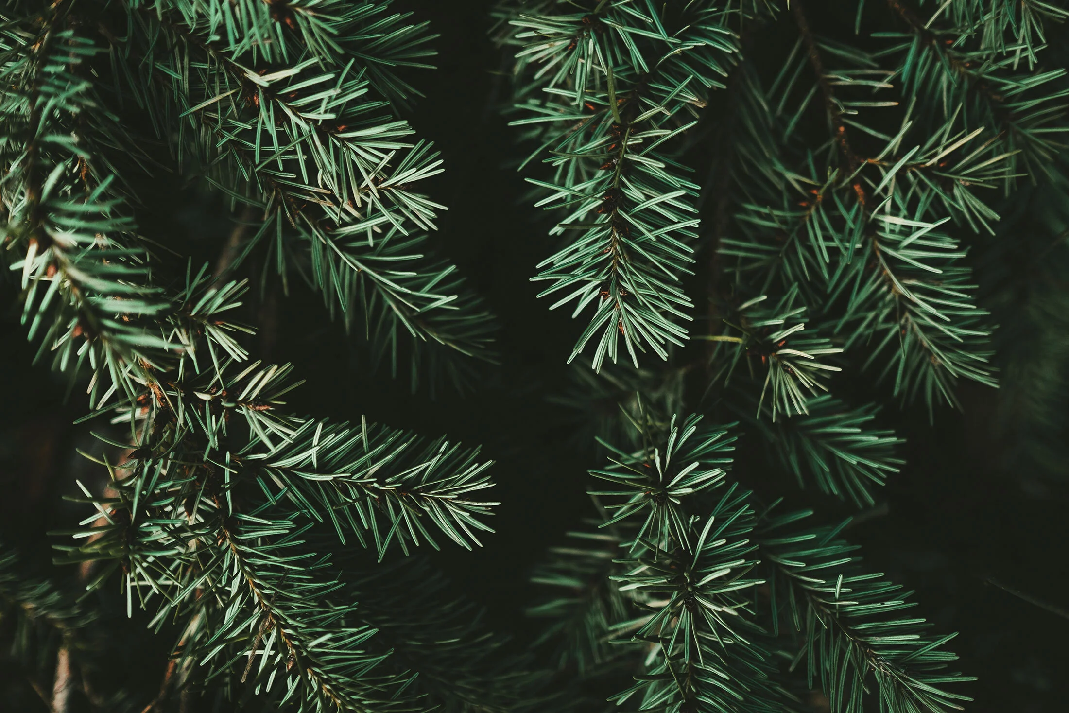 The Holiday Lighting Pros Of Seattle