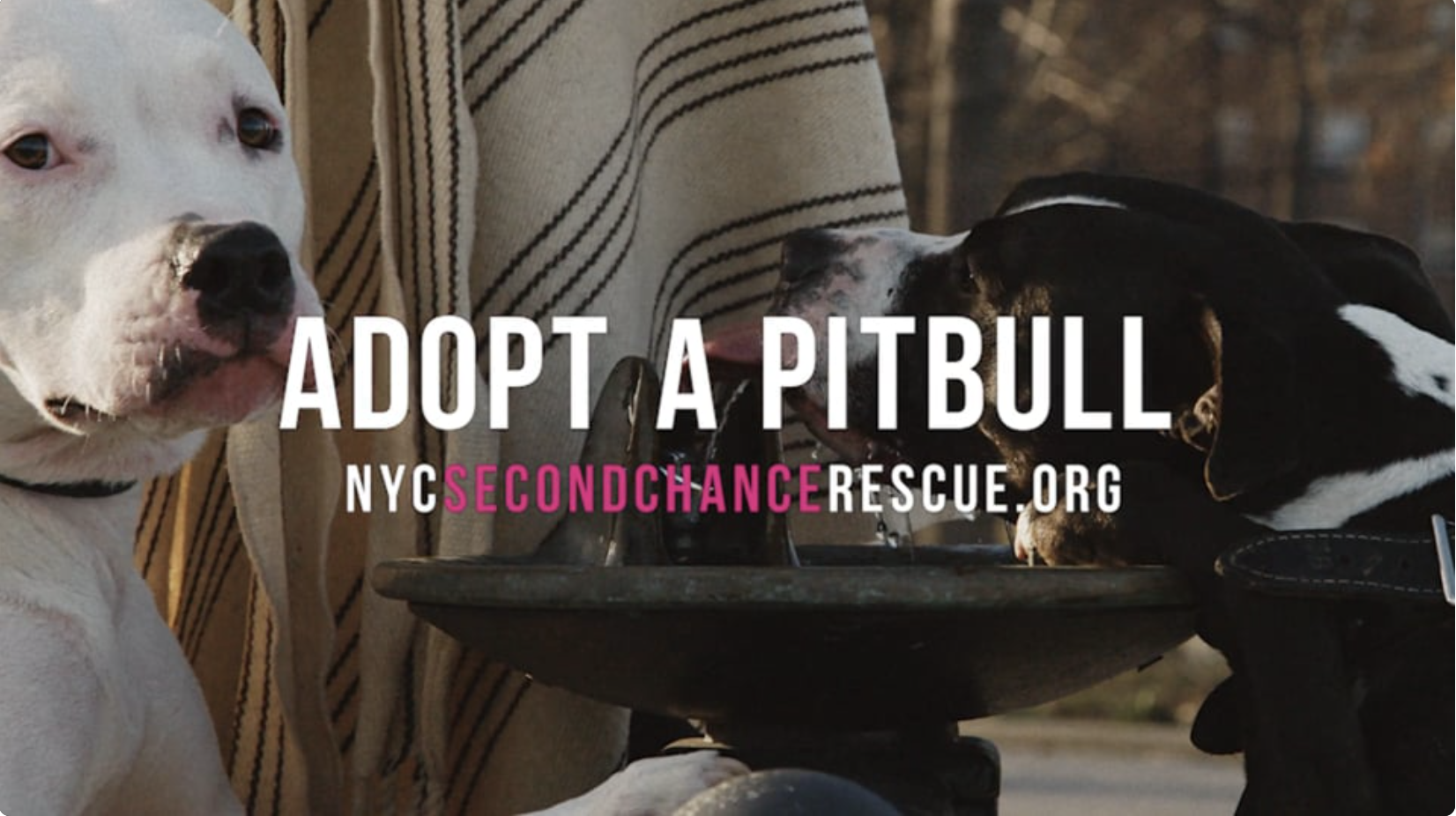 ADOPT A PITBULL.png