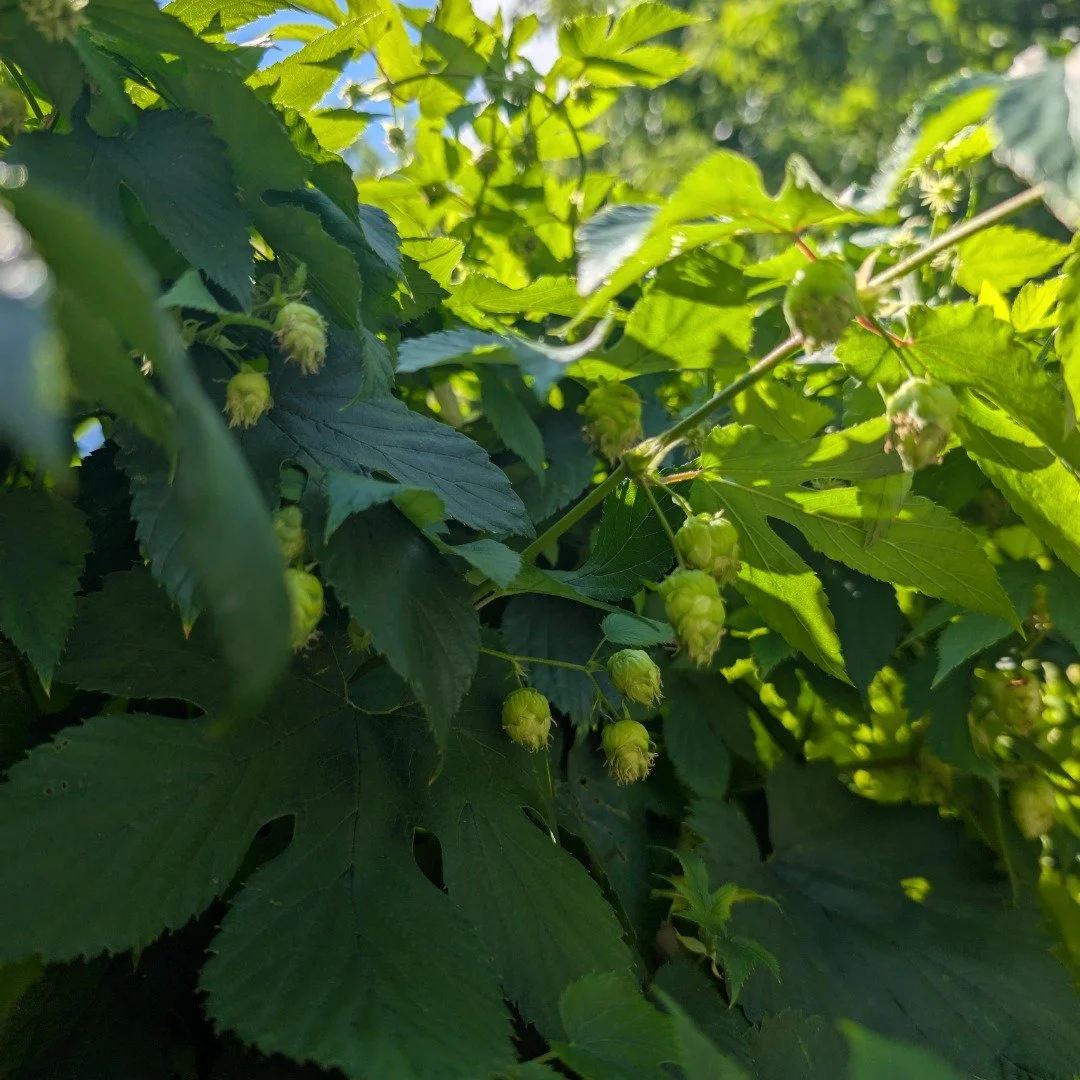 The Cascade hops I planted last year came back with a vengeance! It quickly popped off making cones the past couple weeks and should be ready for harvesting with a month or so. I'm hoping to get enough to make an IPA or even a DIPA if there's plenty,