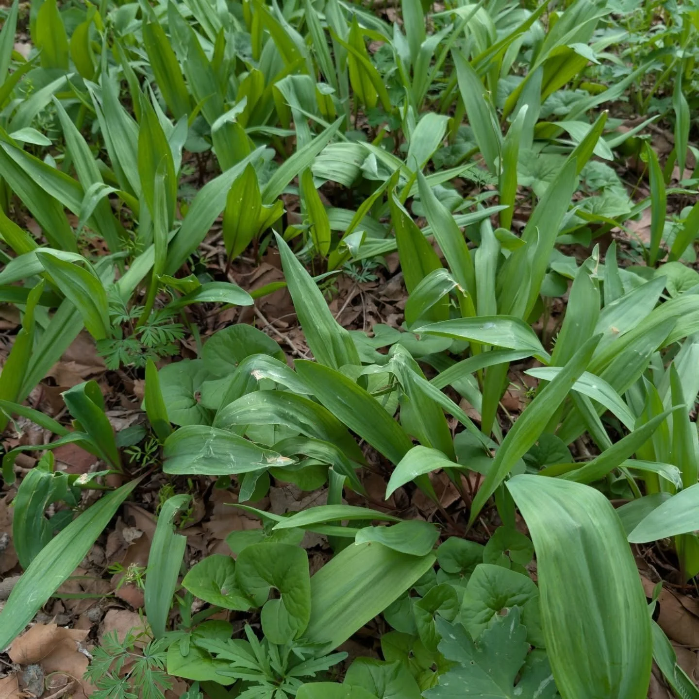 It's Ramps season, baby! The bike trail in Worthington is loaded with massive clusters of them, making for a very bountiful harvest. Cook in olive oil until it resembles whittled Spinach, add a touch of cracked salt on top. An amazing soft and floral
