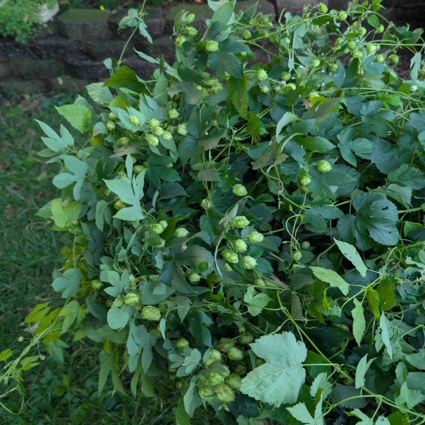 Been meaning to harvest the hops for the past week and was finally able to yesterday after this past week's rain finally cleared away. A total harvest of just over 3/4ths of a pound is a great yield for a young vine and it'll only continue to produce