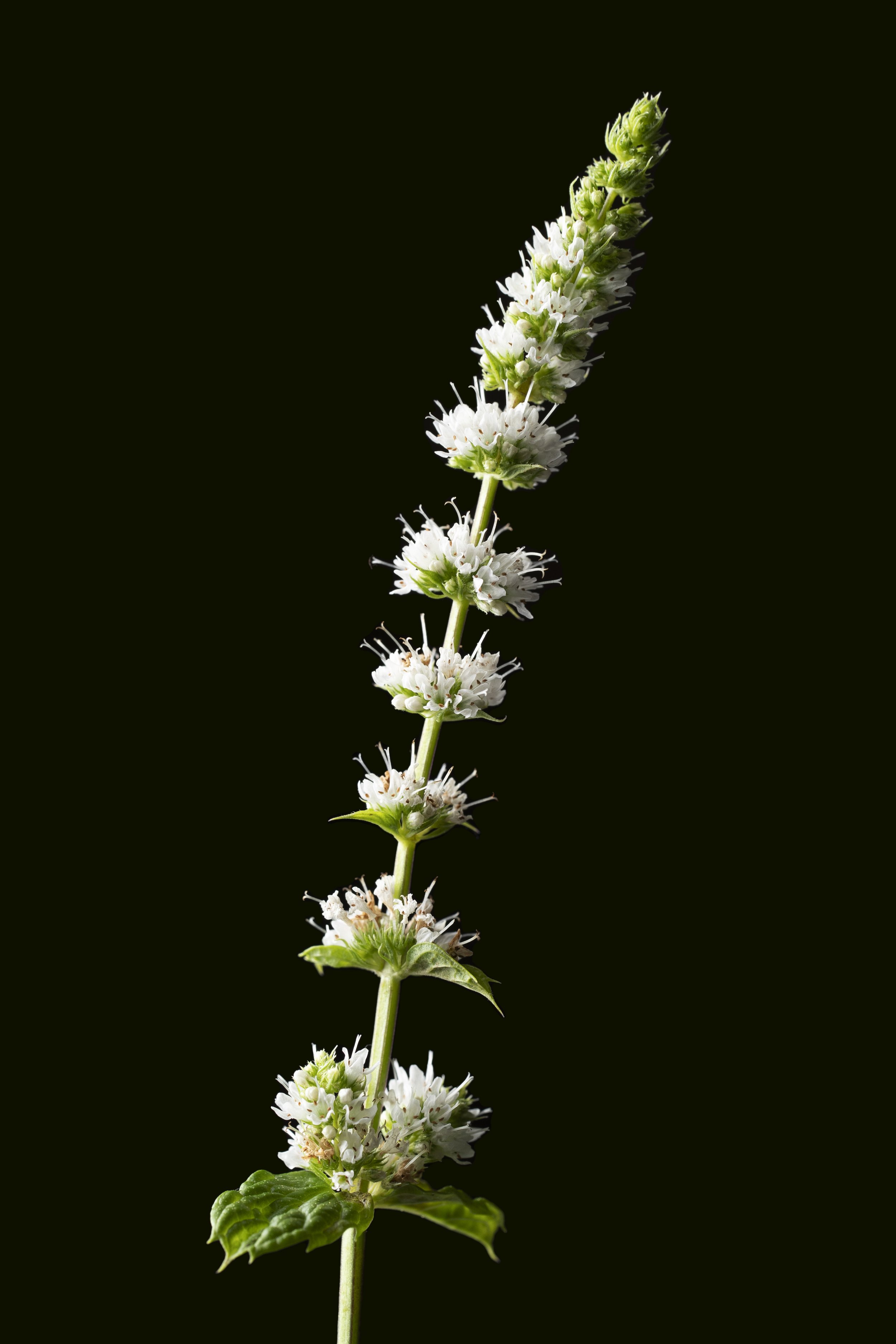 Mint flower 薄荷花