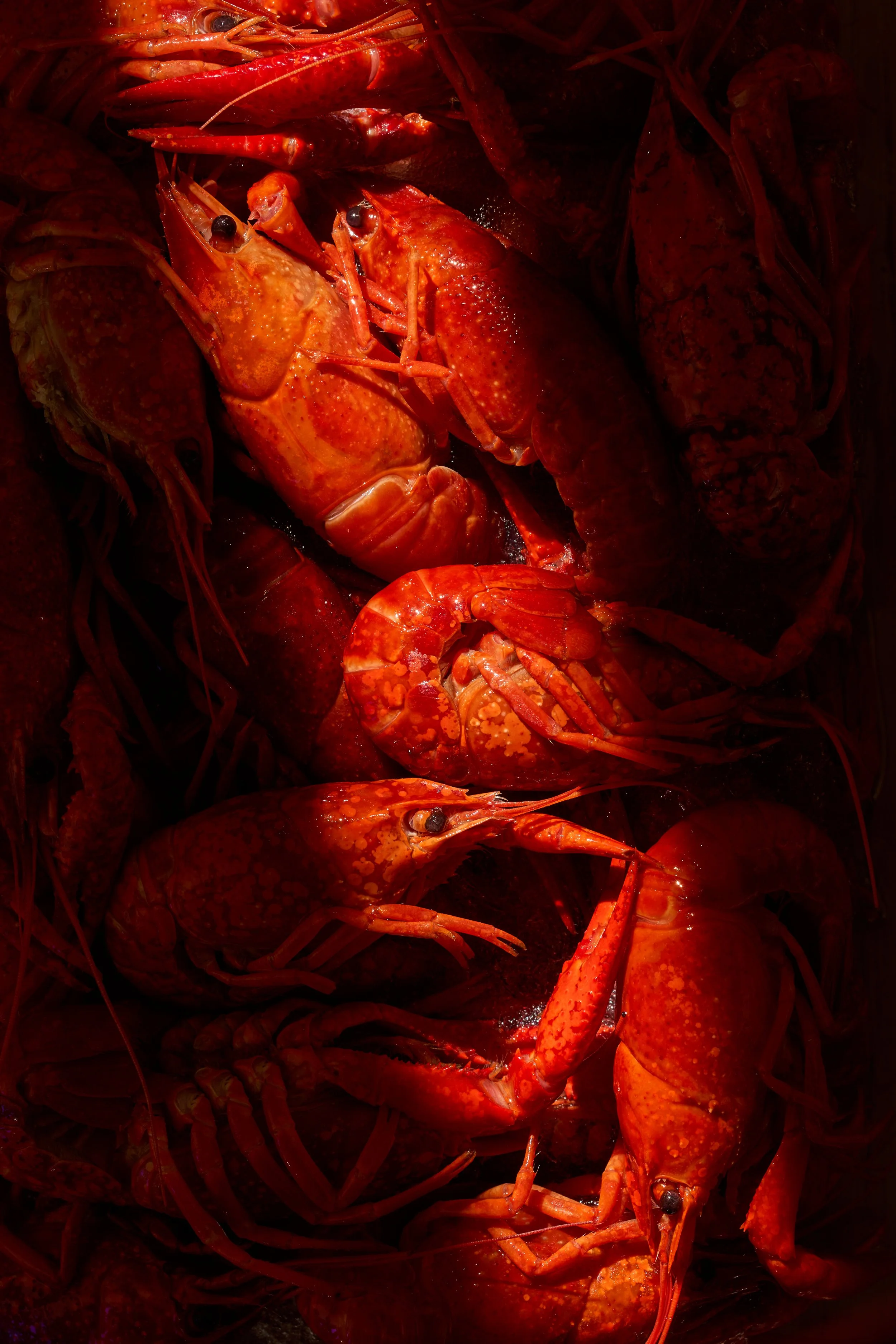 Louisana 路易桑那