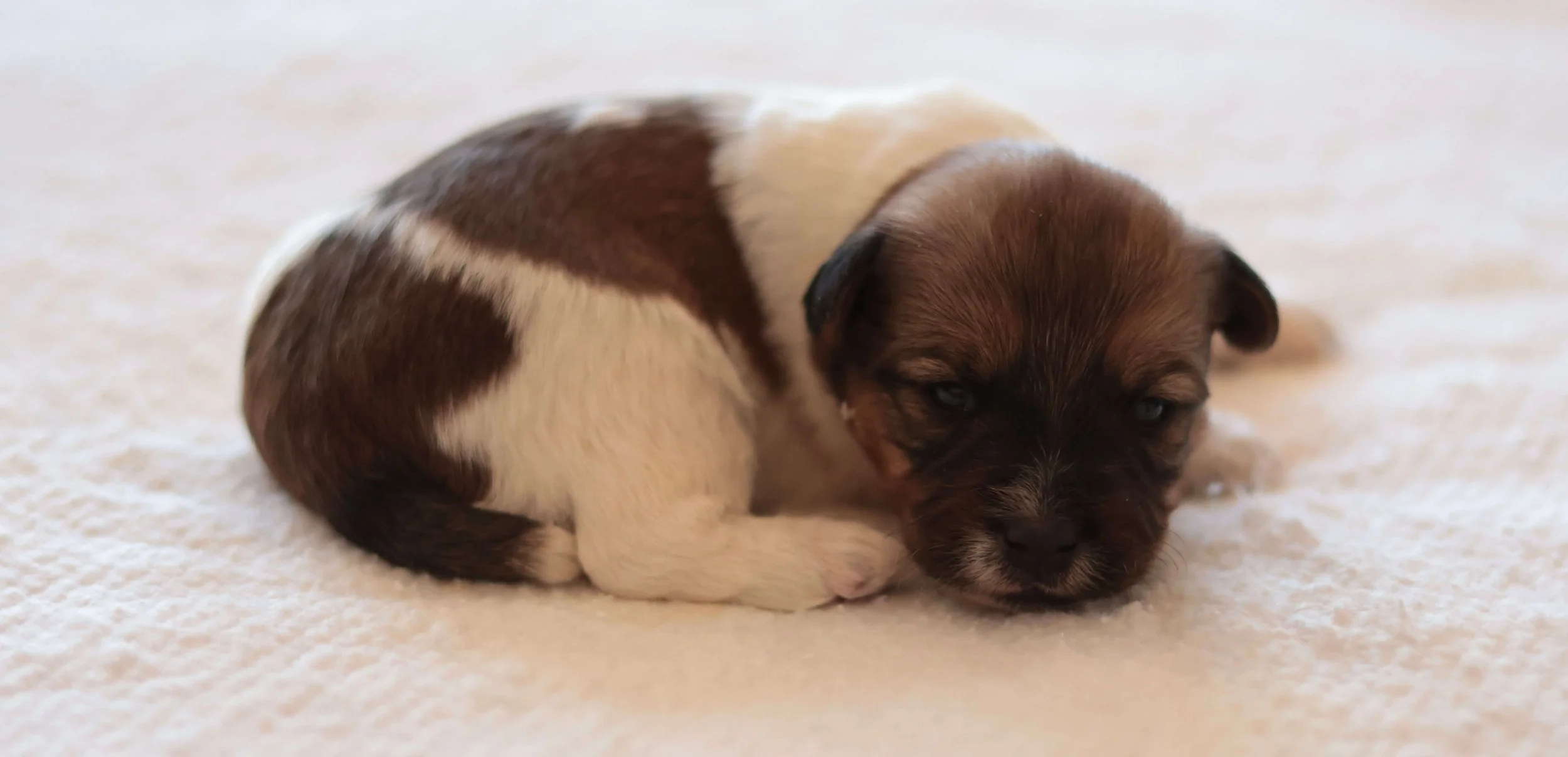 soft rough coat Jack Russell