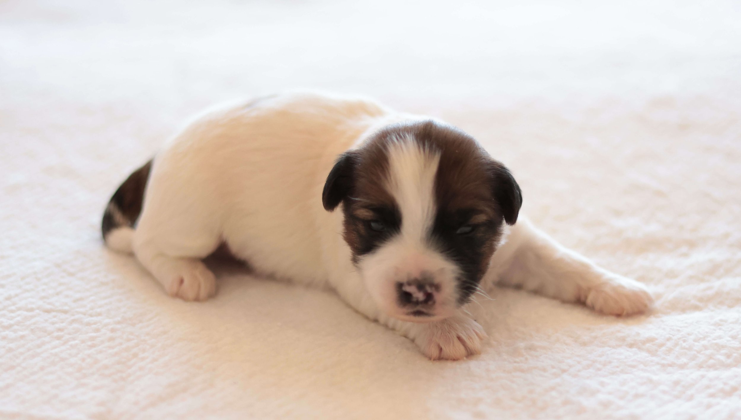 Soft rough coat Jack Russell