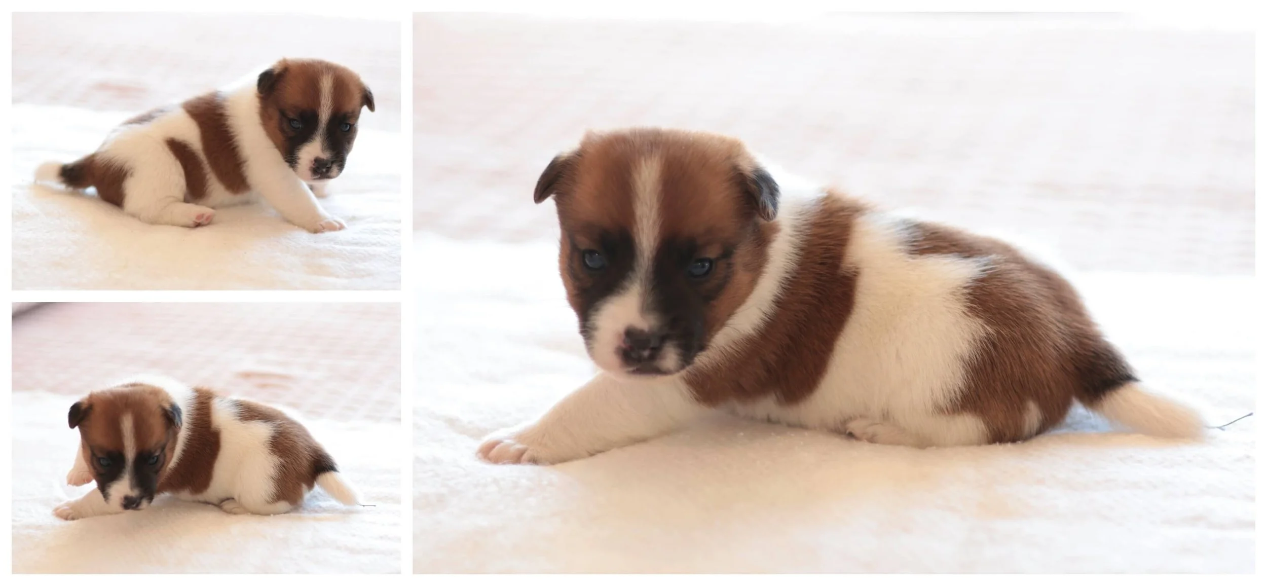 Jack Russells of Southern Idaho