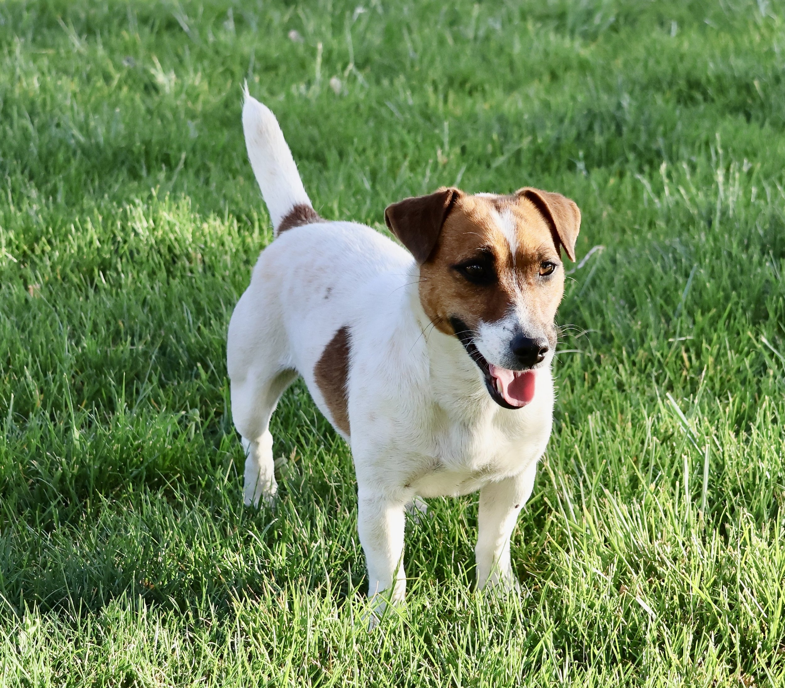 Smooth coat Jack Russell