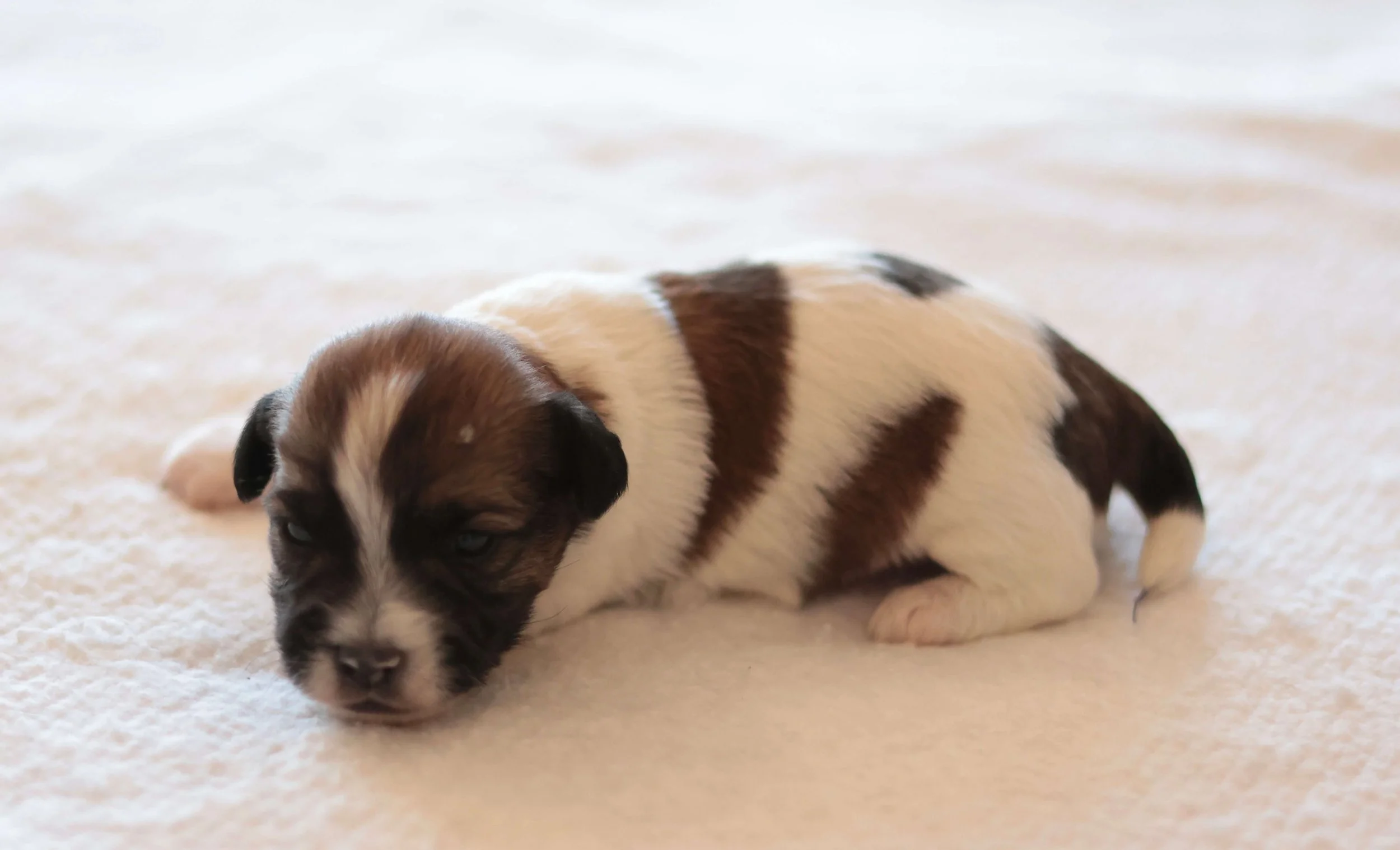 Soft rough coat Jack Russell