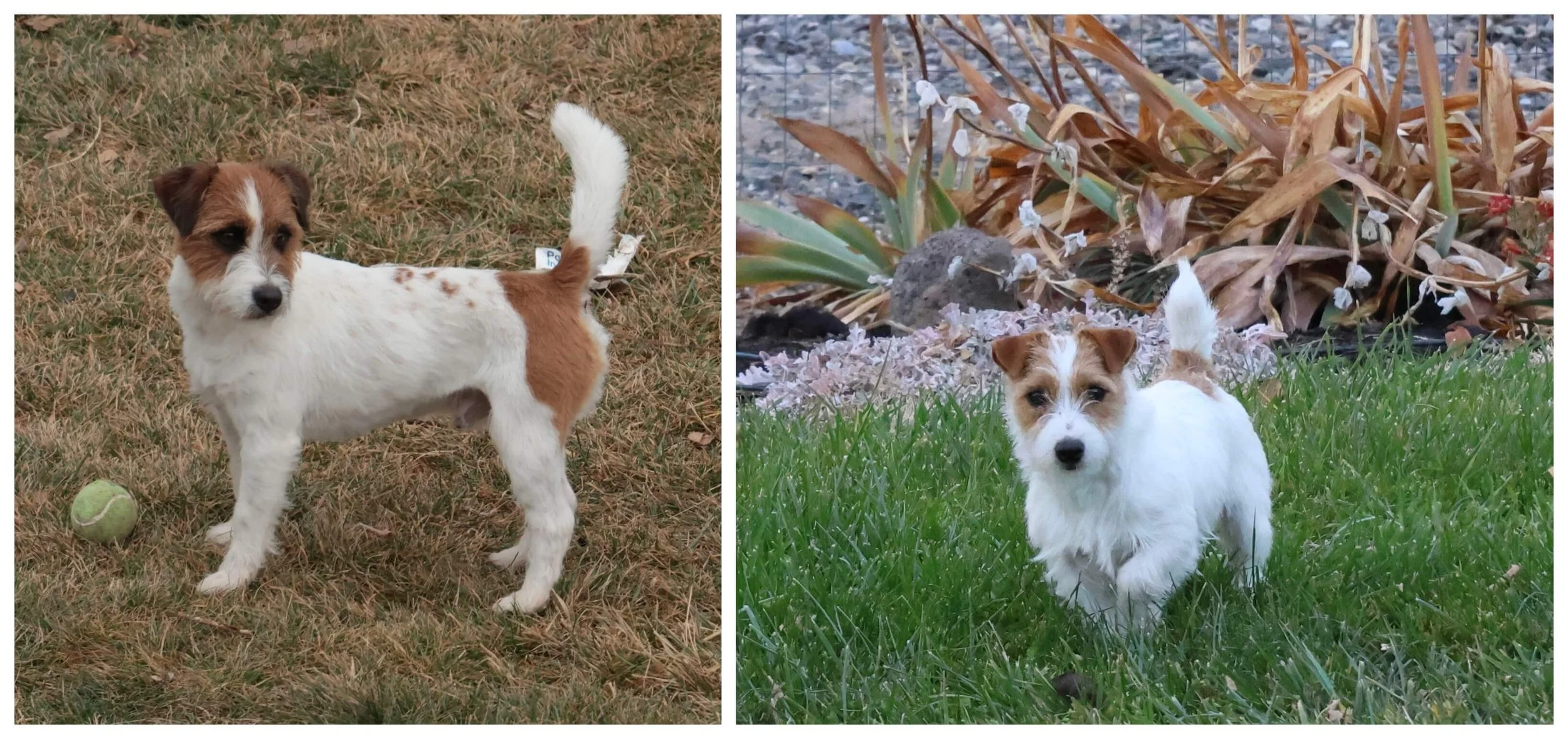 Broken Coat Jack Russells