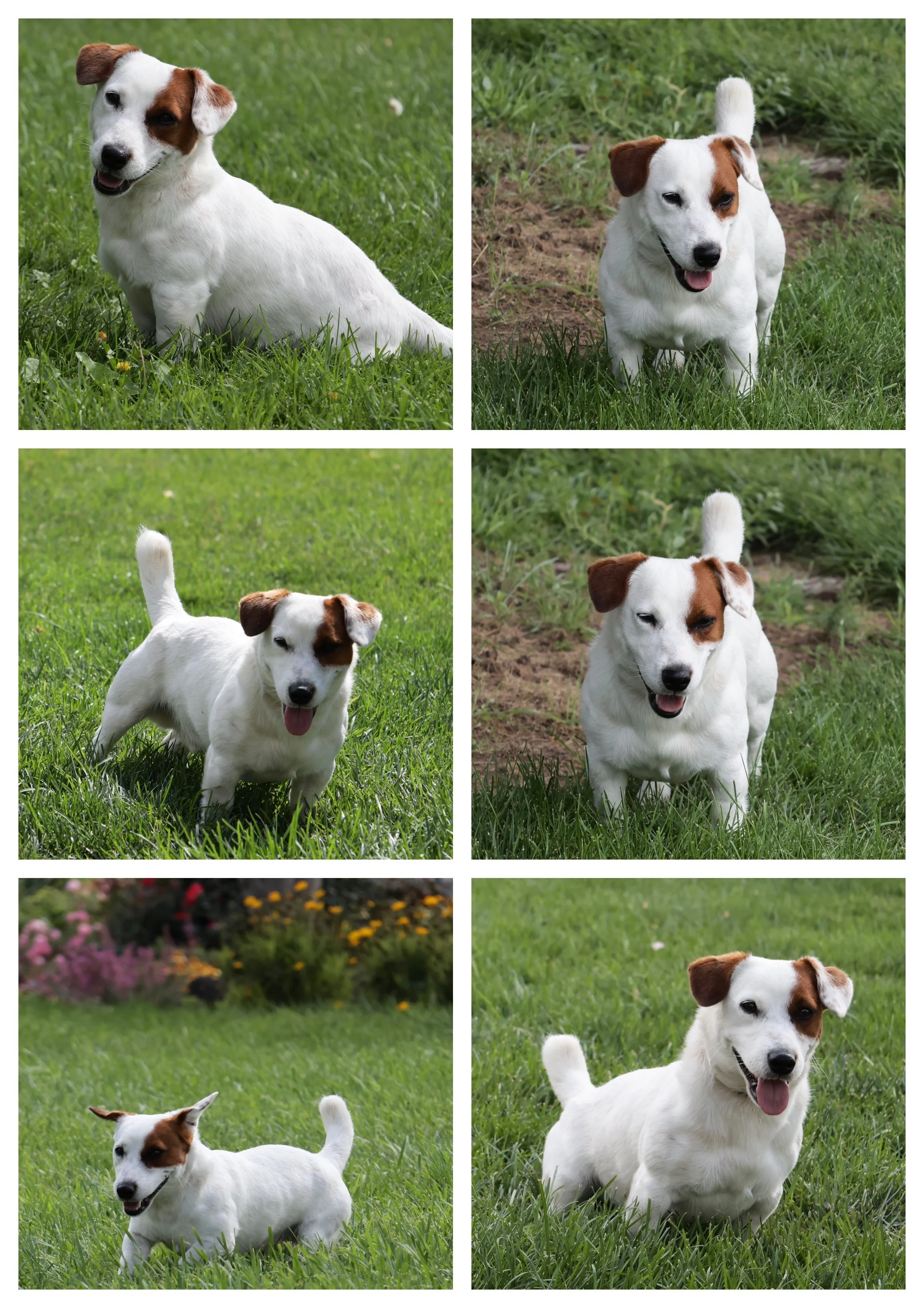 Jack Russell Stud Dog