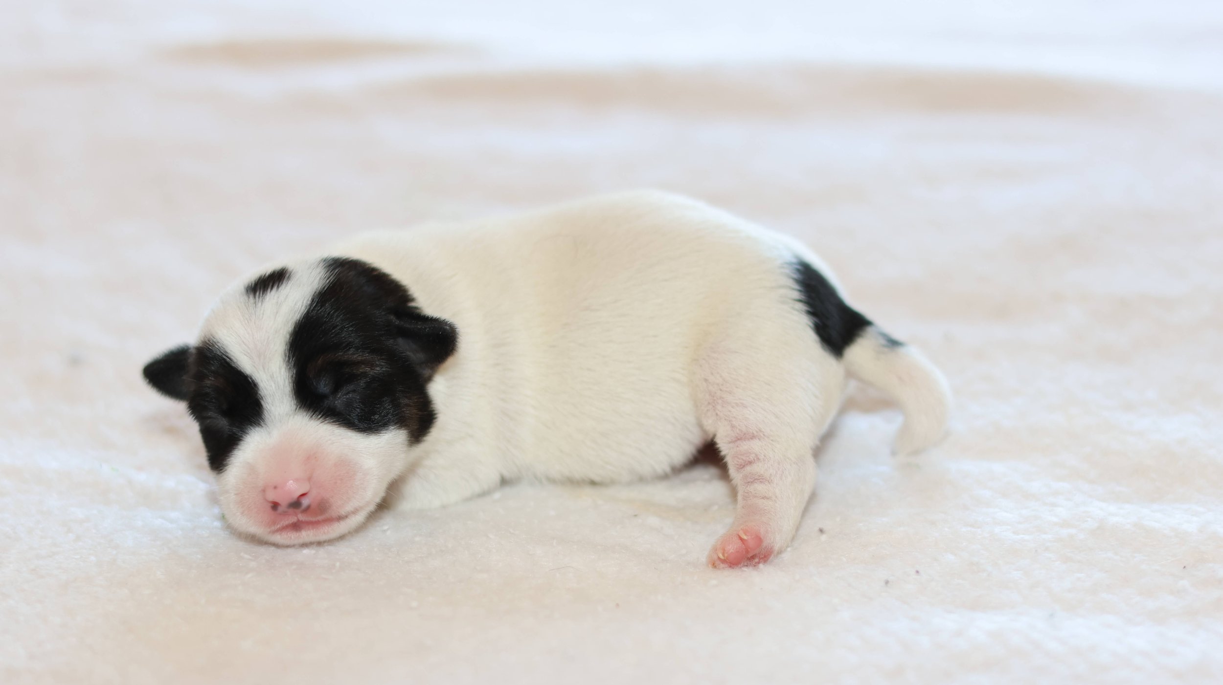 Jack Russells of Southern Idaho
