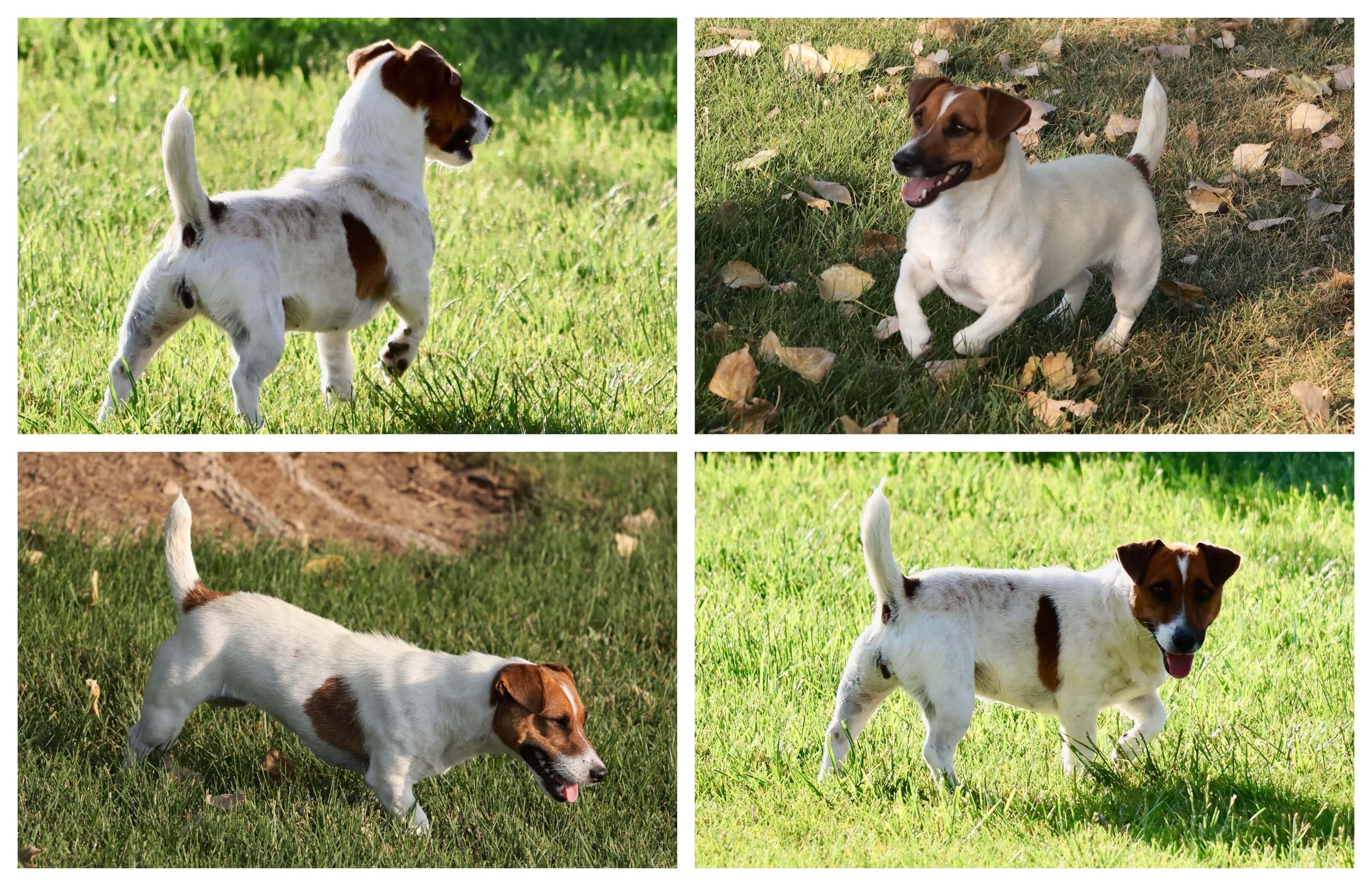 Smooth coat Jack Russell