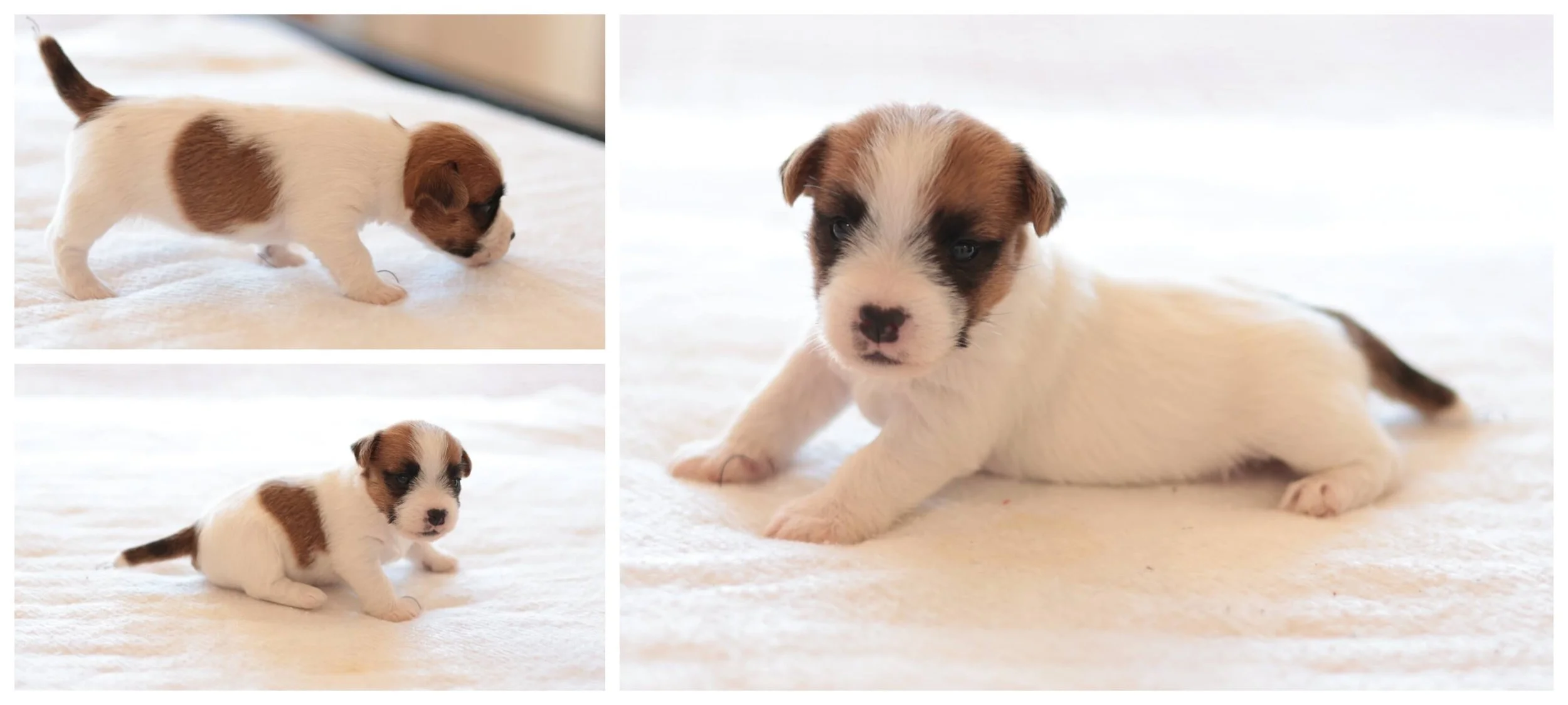 Broken Coat Jack Russell