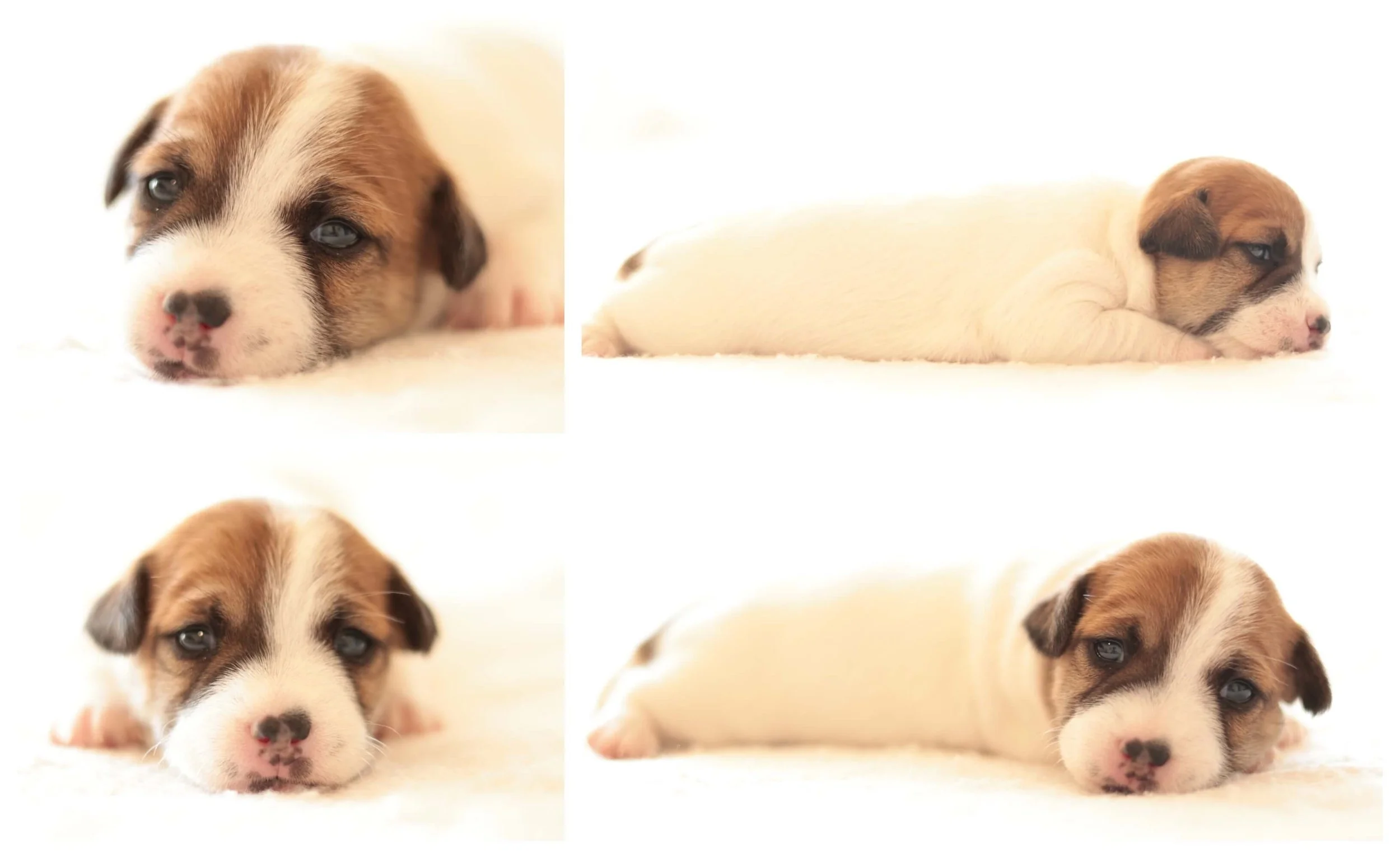 Smooth Coat Jack Russell