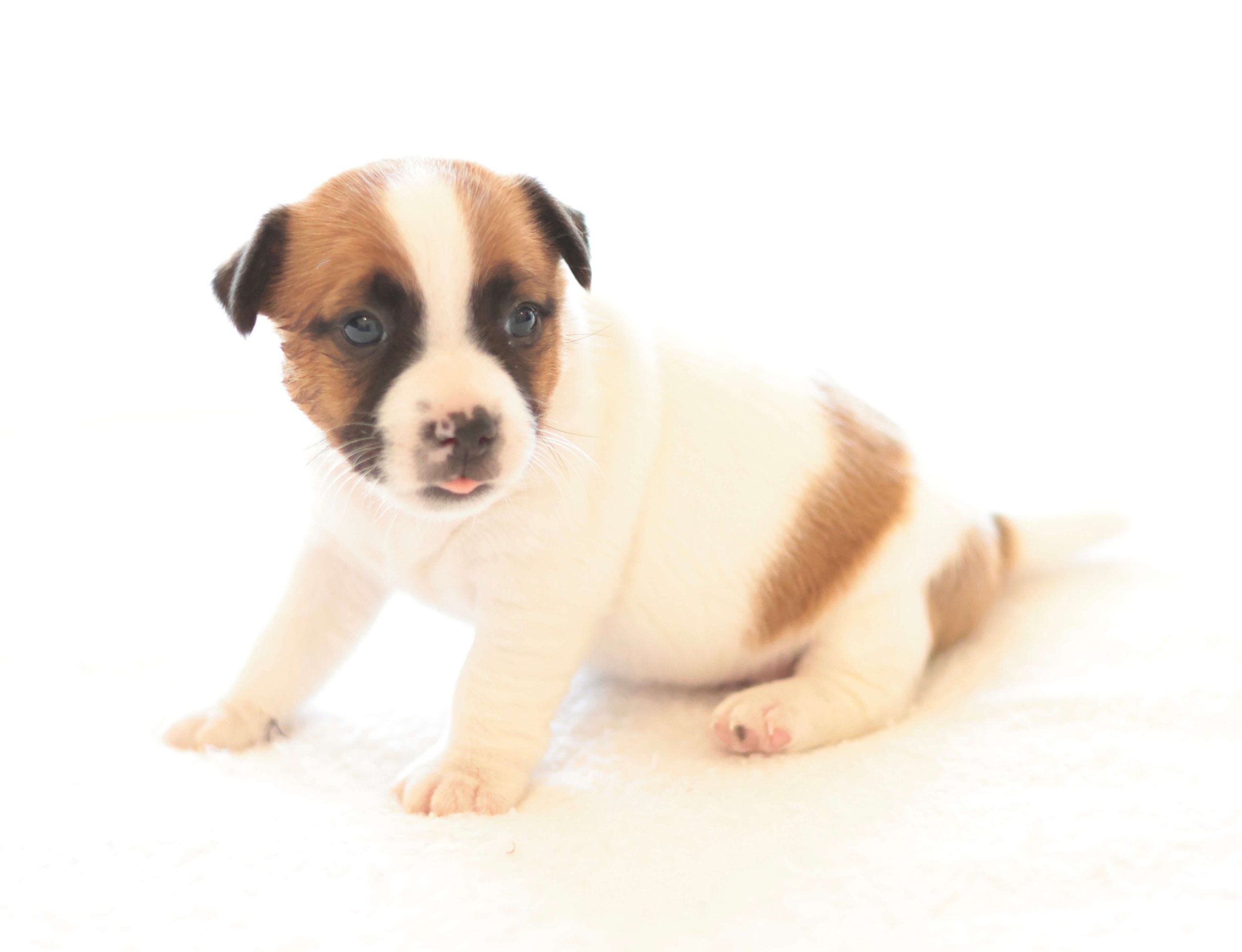 Smooth Coat Jack Russell Puppy