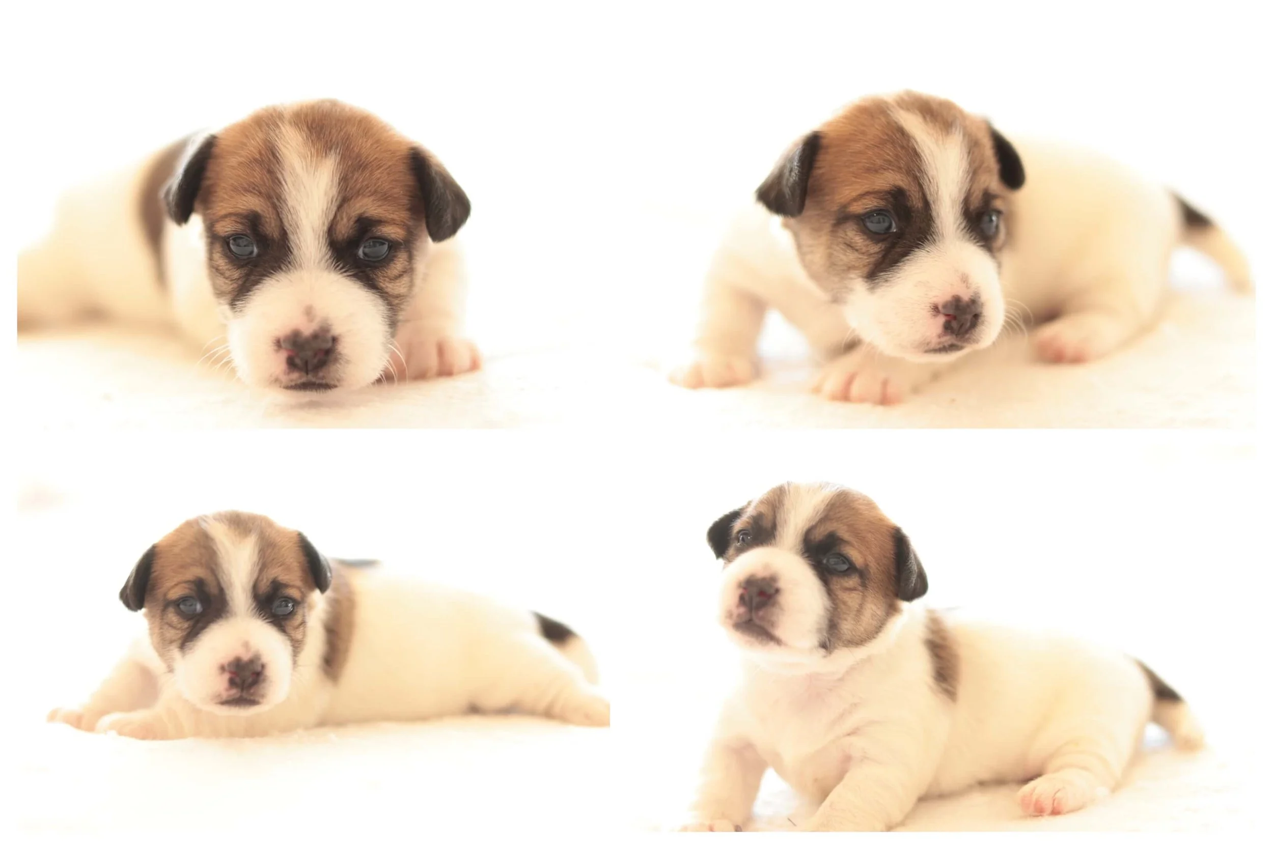 Smooth coat Jack Russell