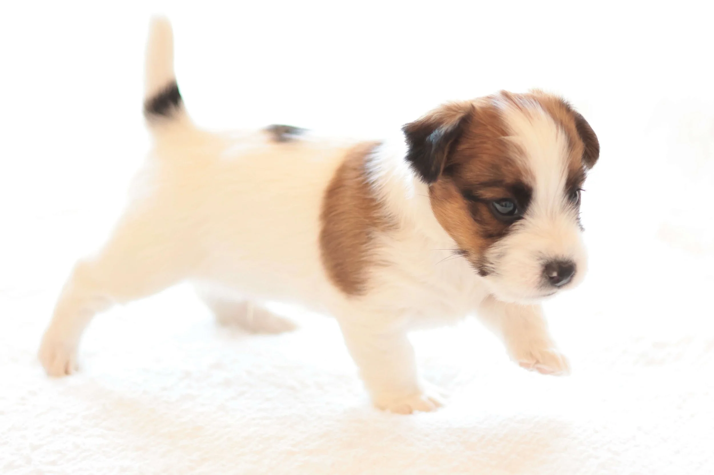 Broken Coat Jack Russell Puppy