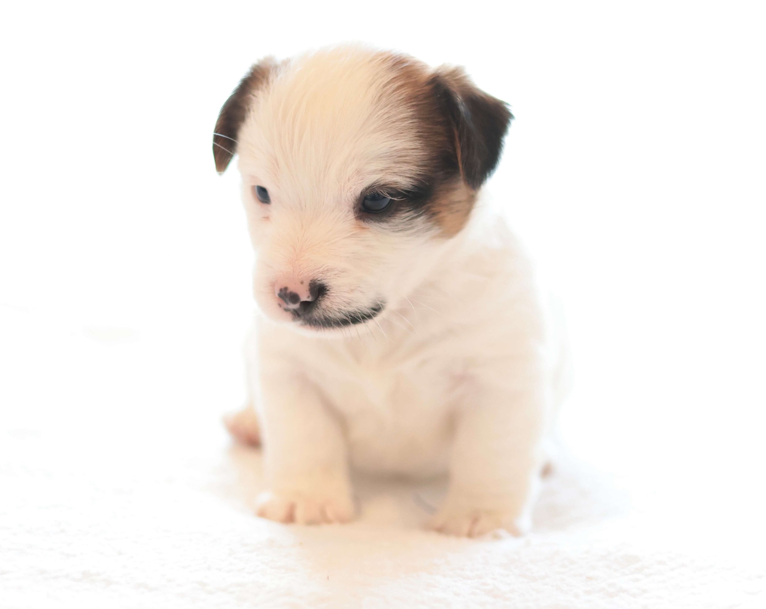 Broken Coat Jack Russell
