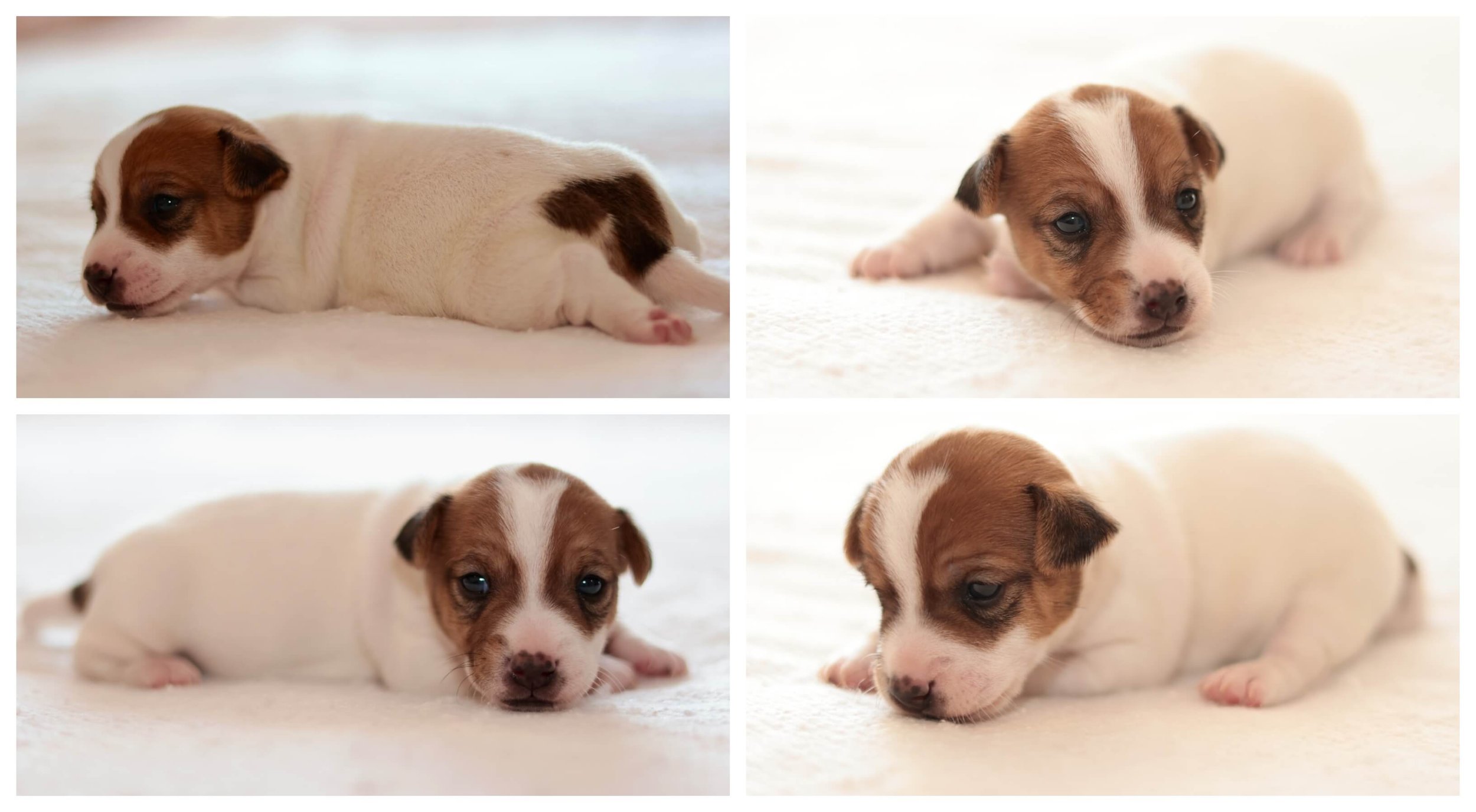 Smooth coat Jack Russell