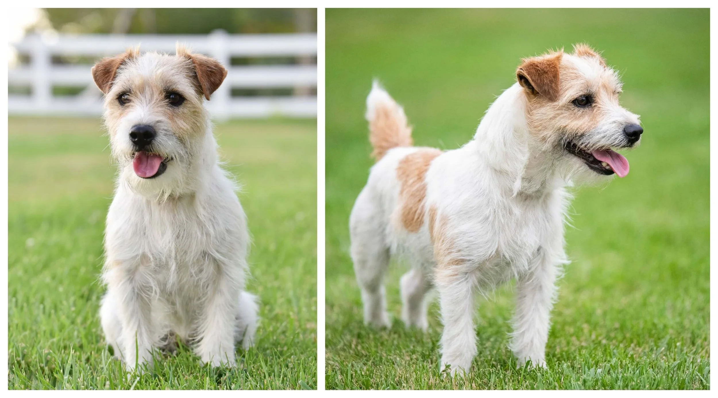 Male Jack Russell Wire Coat — Jack Russell's of Southern Idaho