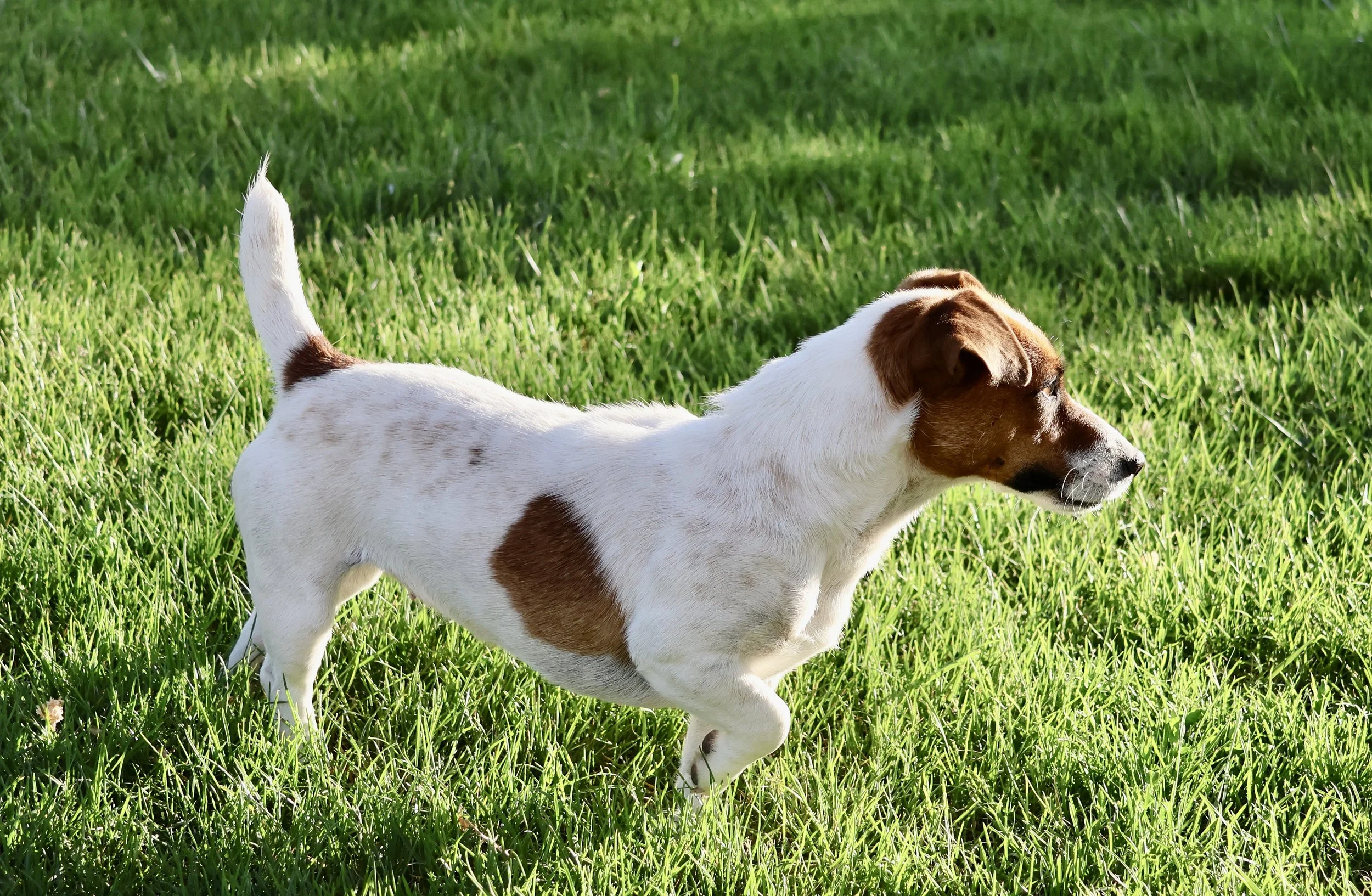 Smooth Coat Jack Russell
