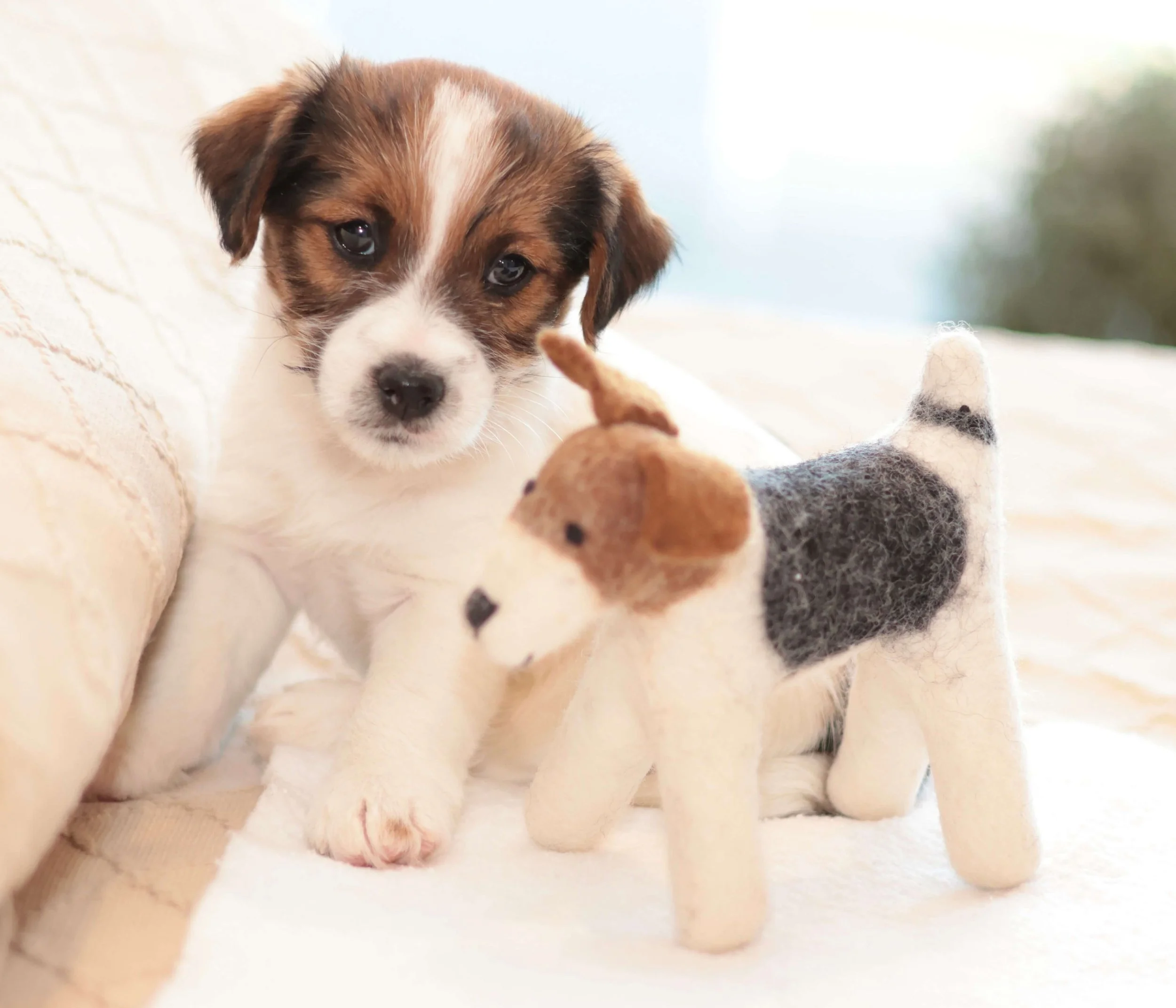 Broken Coat Jack Russell