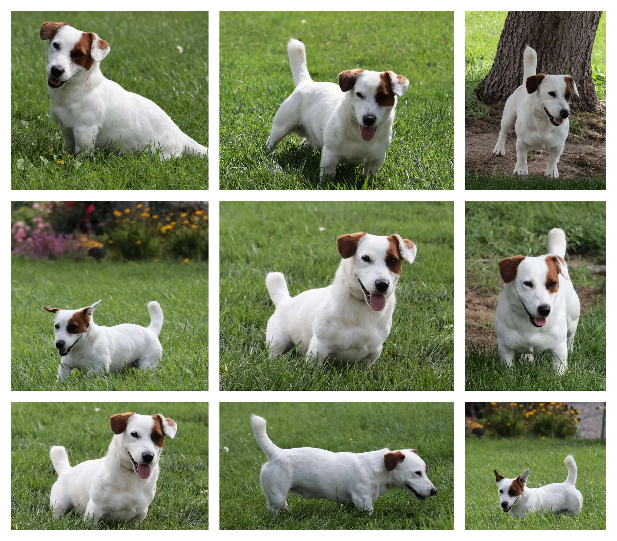 Jack Russell Sire
