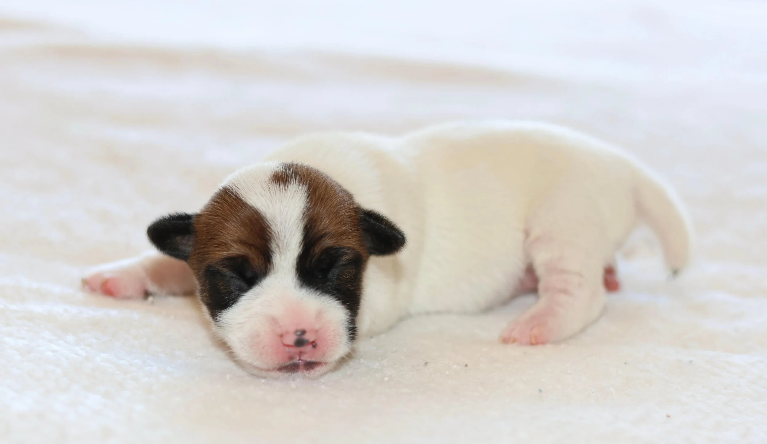 Jack Russells of South