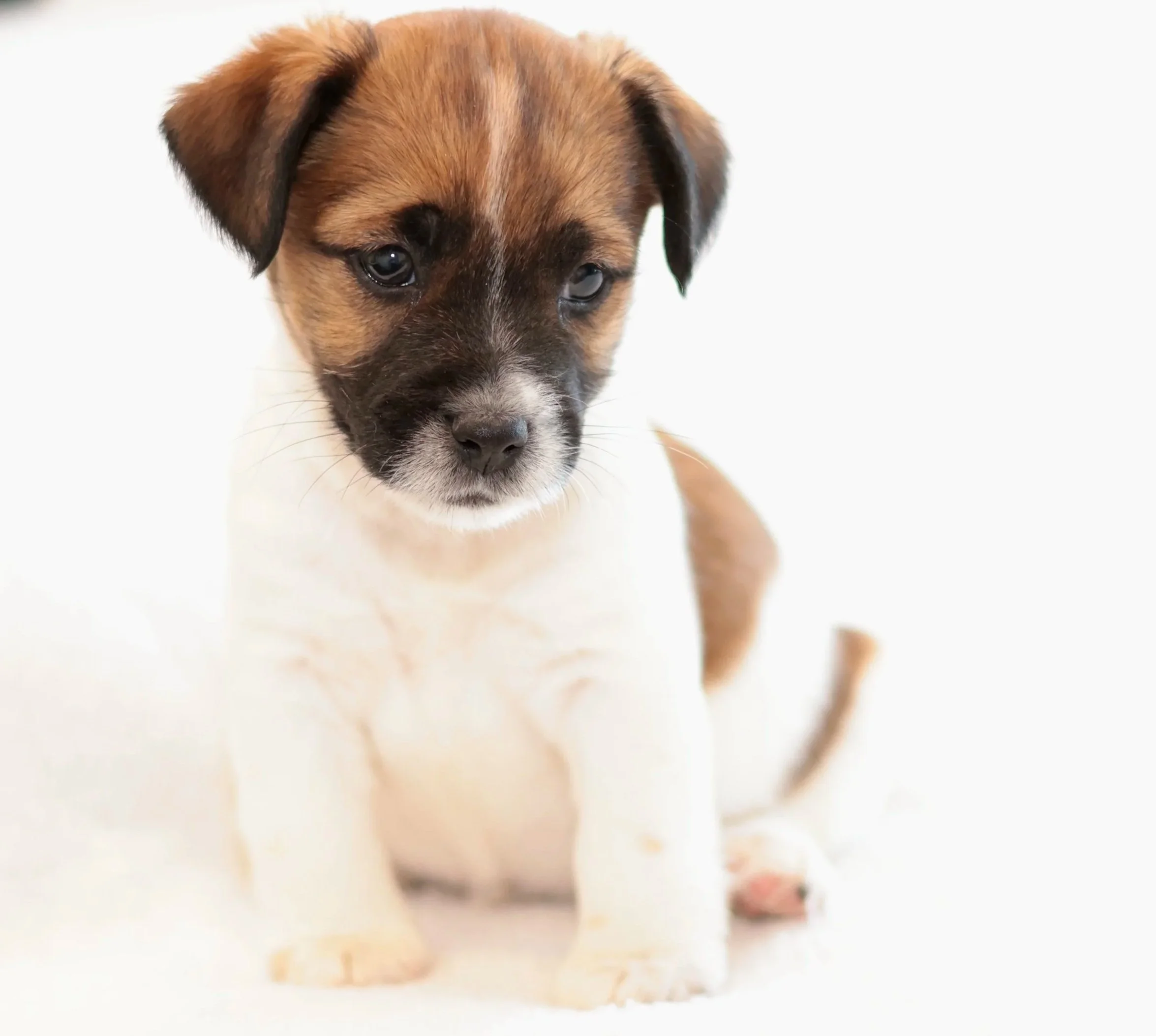 Cute JRT