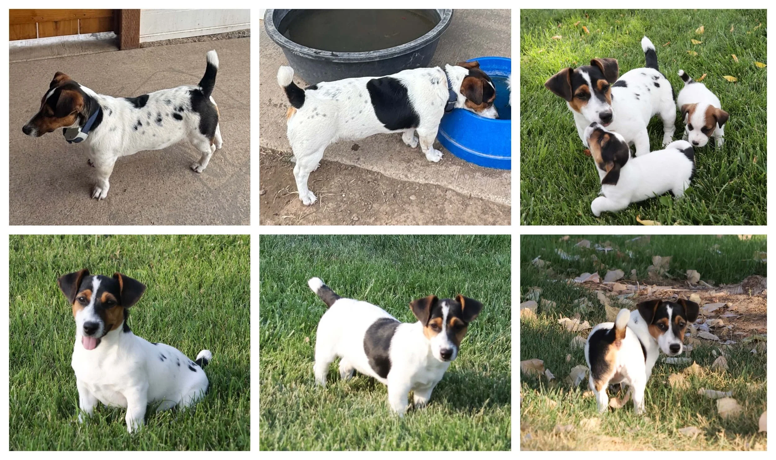 Smooth Coat Jack Russell