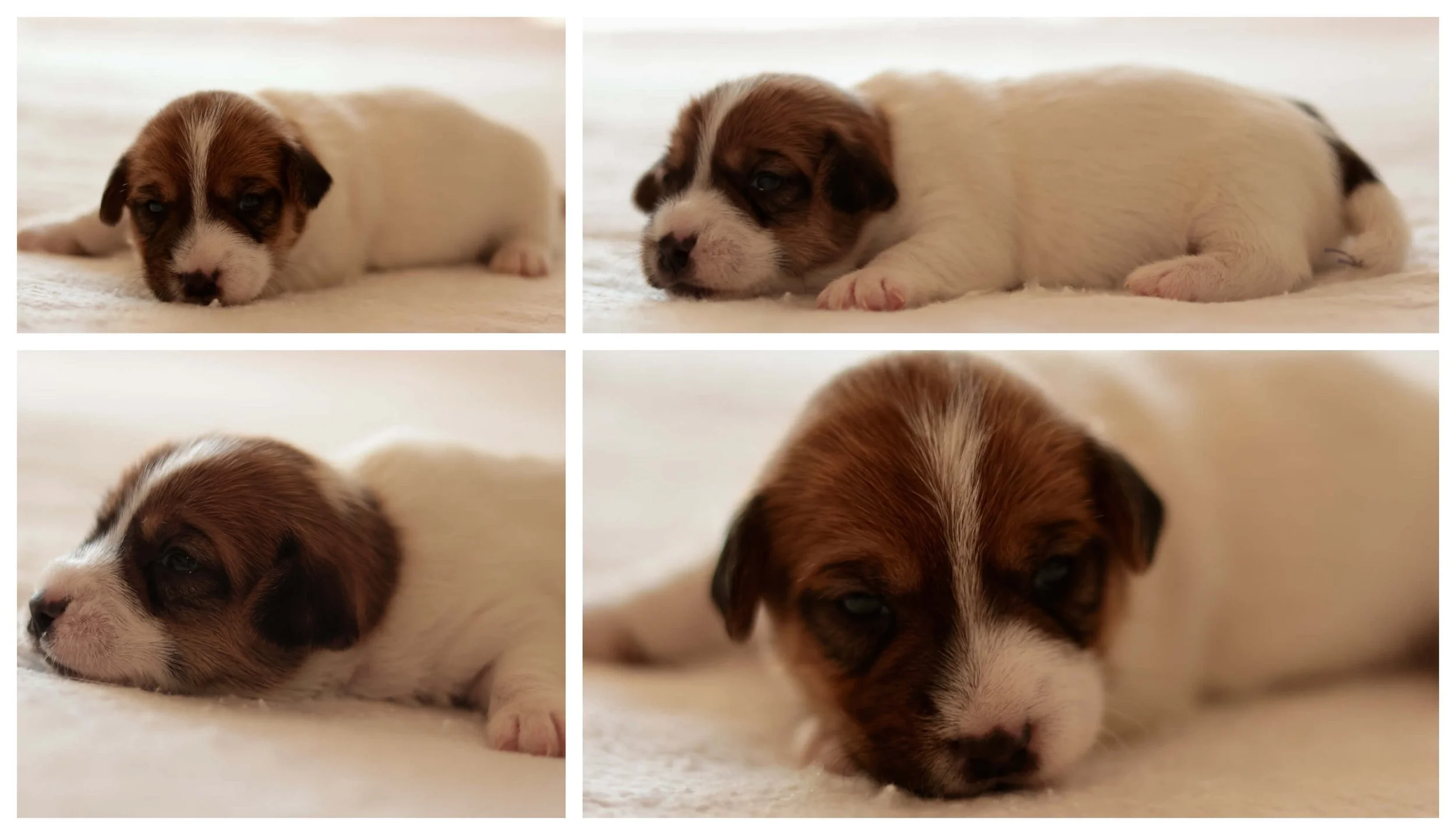 Smooth coat Jack Russell