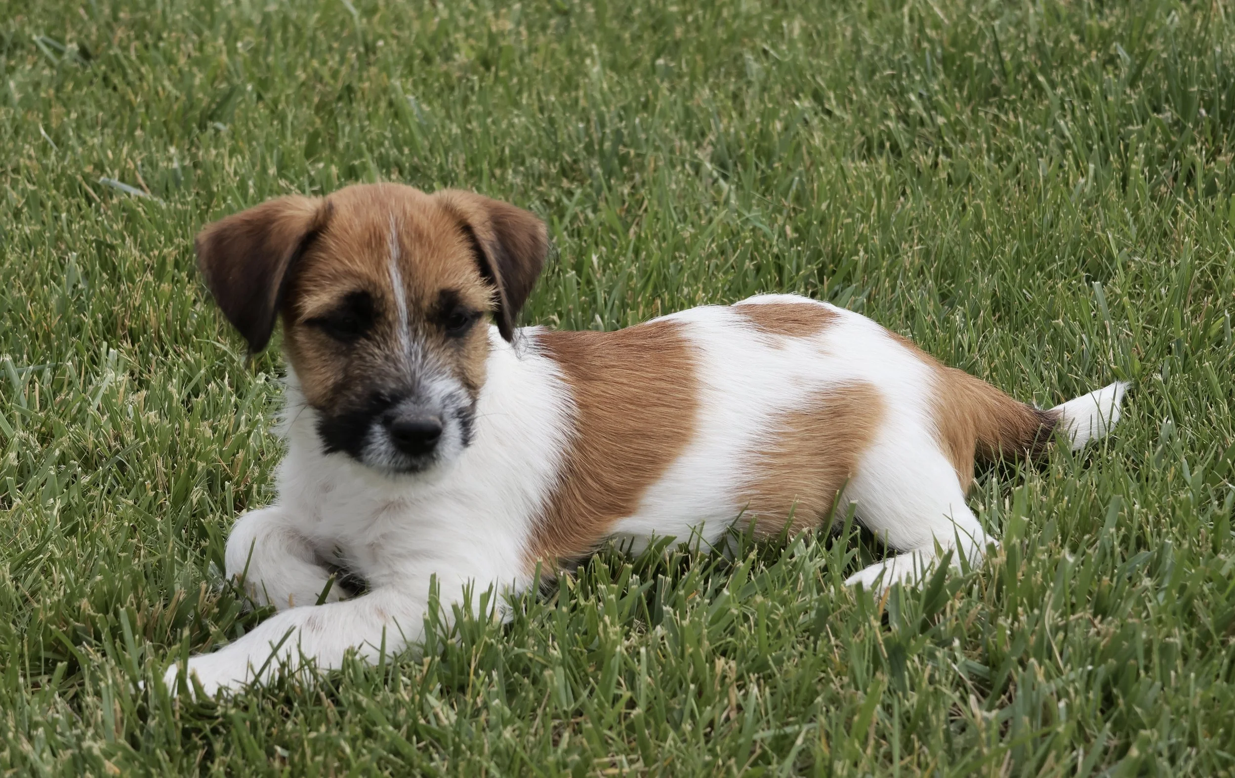 Beautiful Jack Russell Puppy