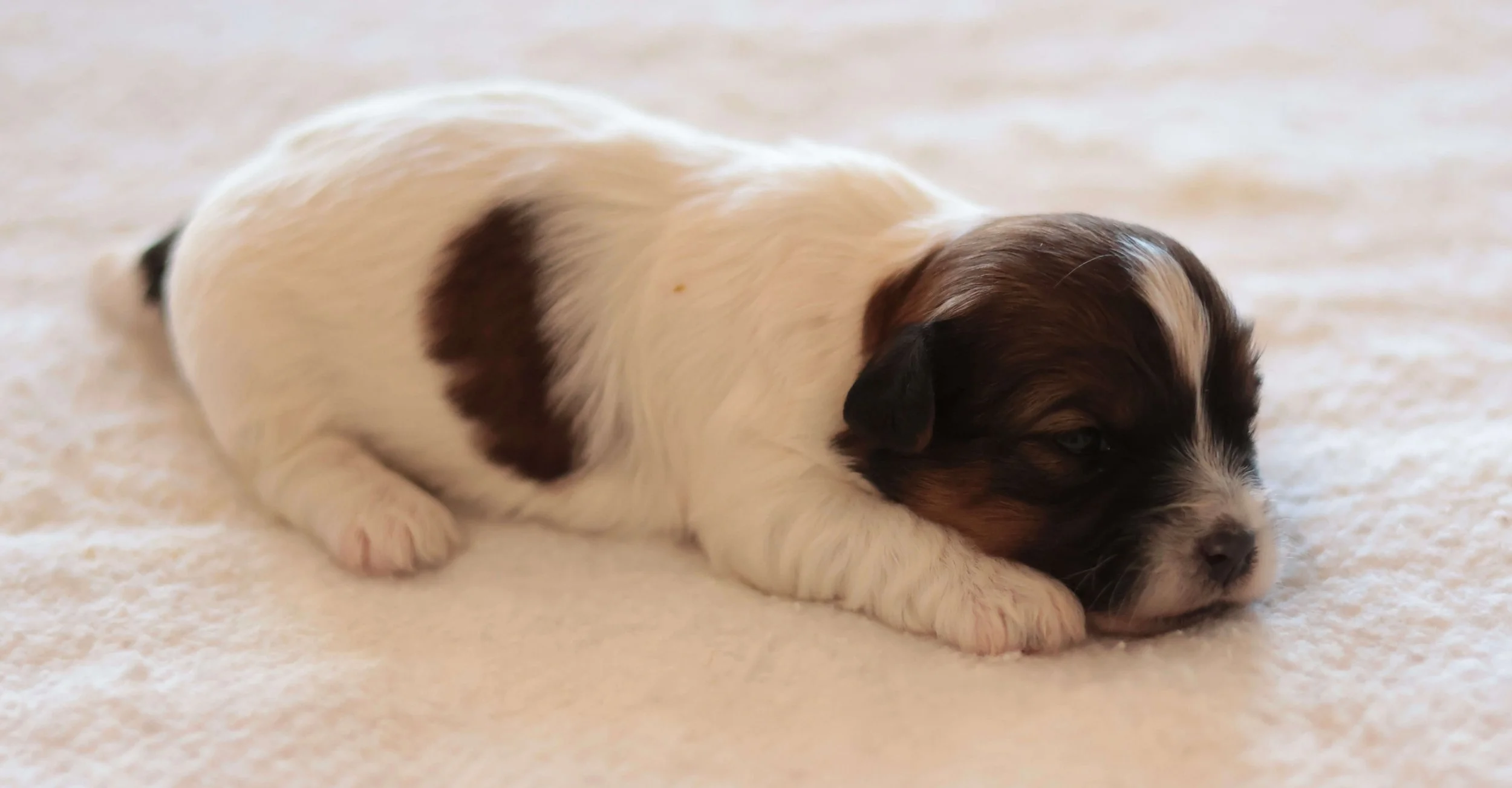 Soft rough coat Jack Russell