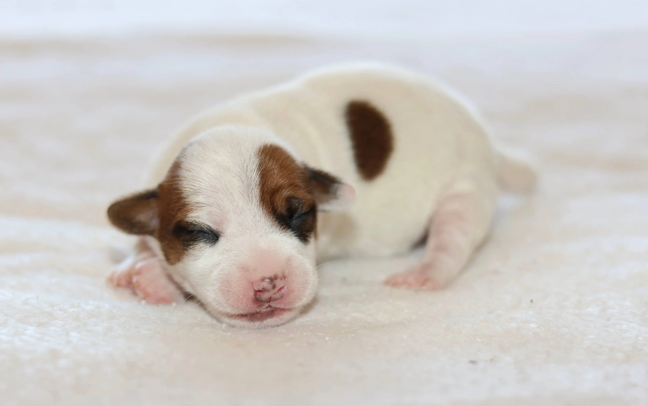Patch eye Jack Russell Puppy