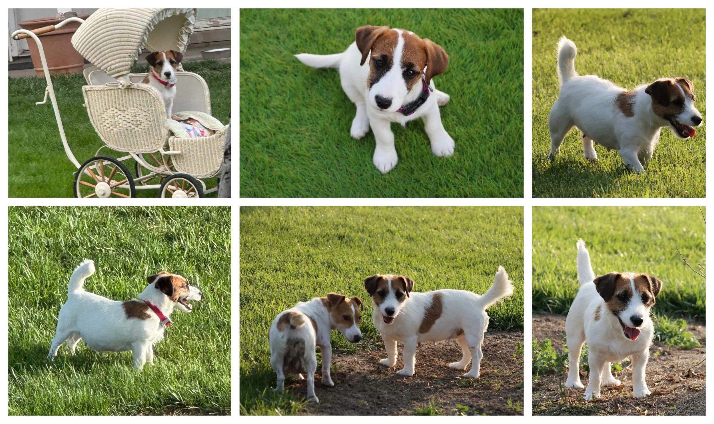 Soft broken Jack Russell