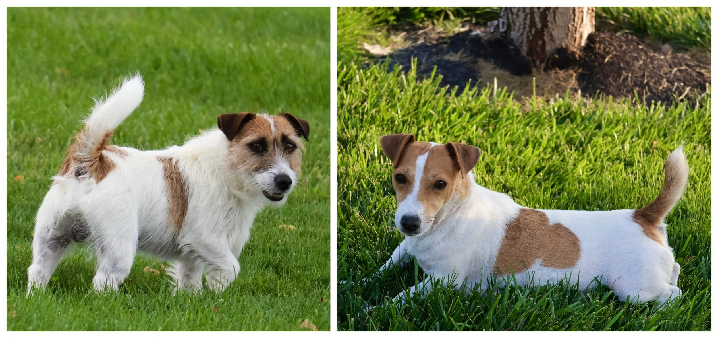 Jack Russell Pair