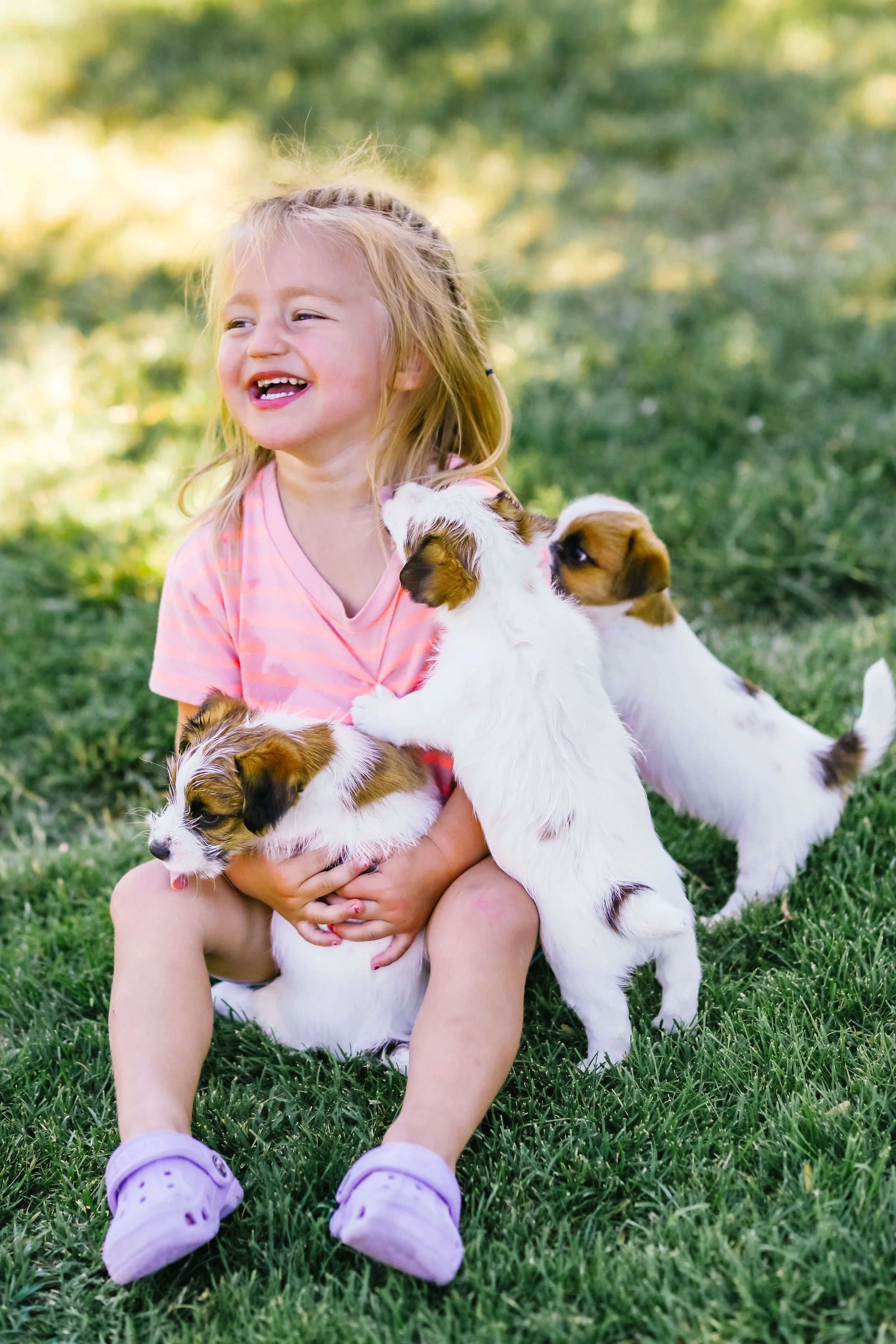 Cute JRT puppies