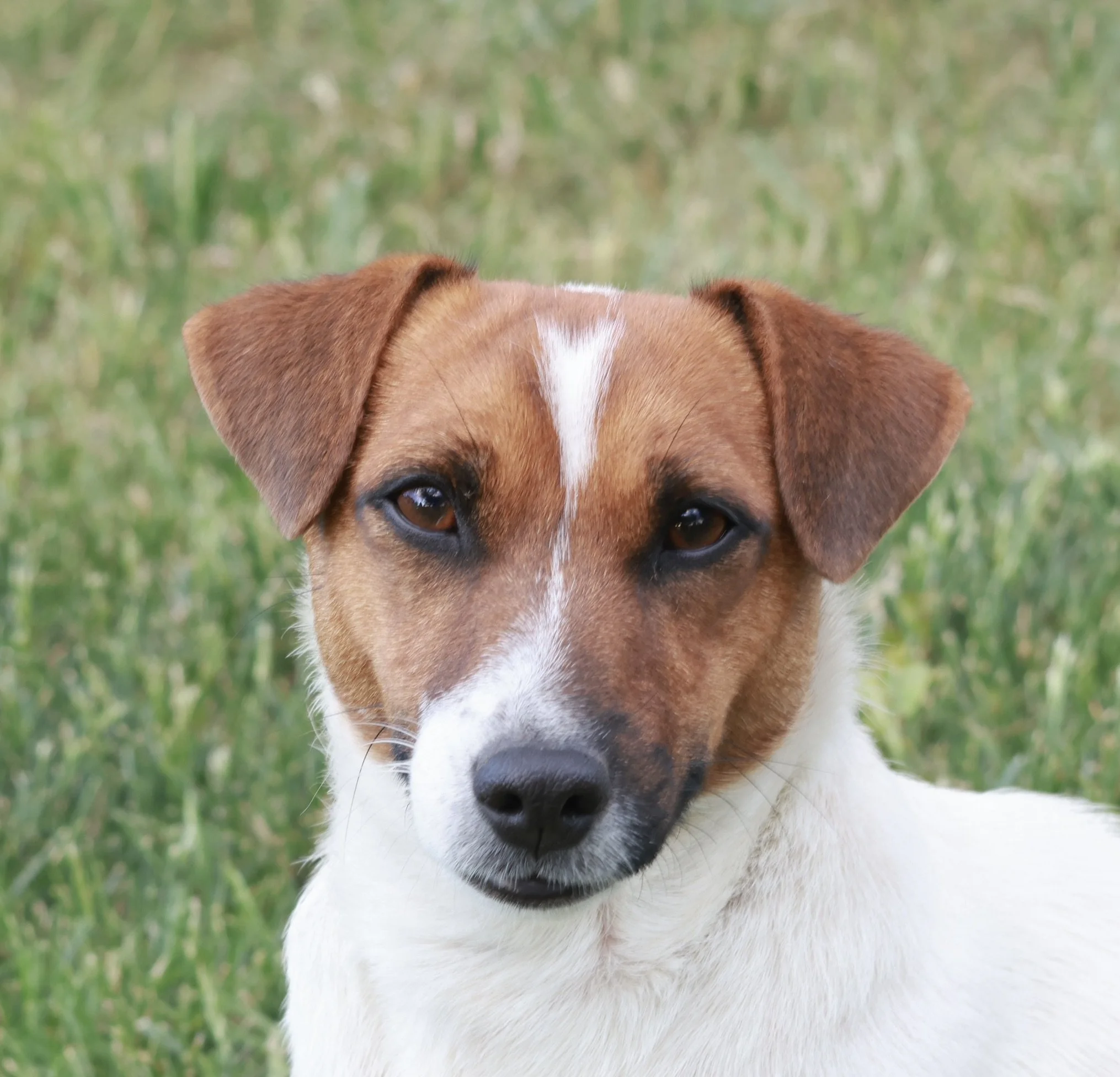 SMOOTH COAT JACK RUSSELL