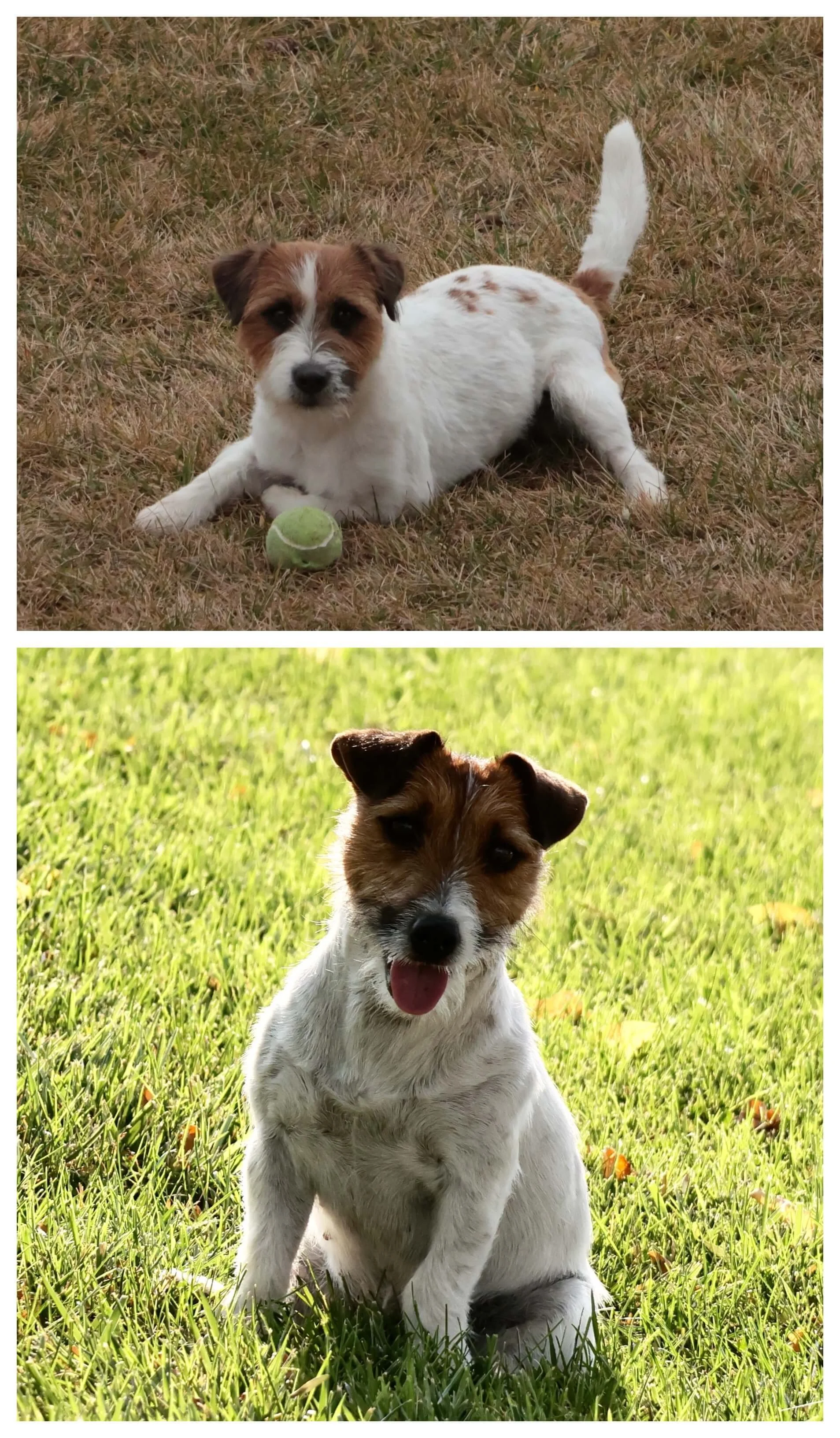 Jack Russells of Southern Idaho