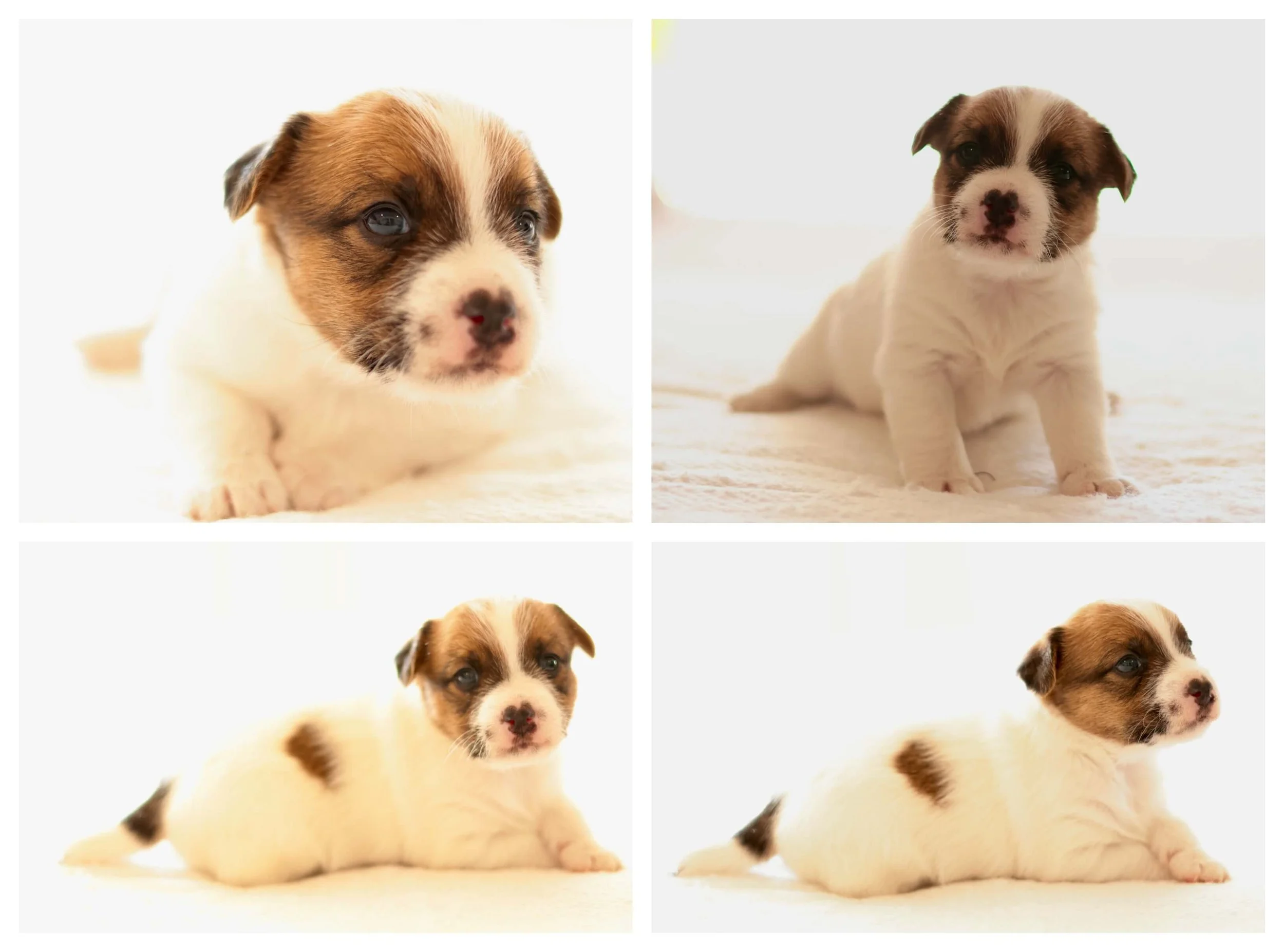 Broken coat Jack Russell