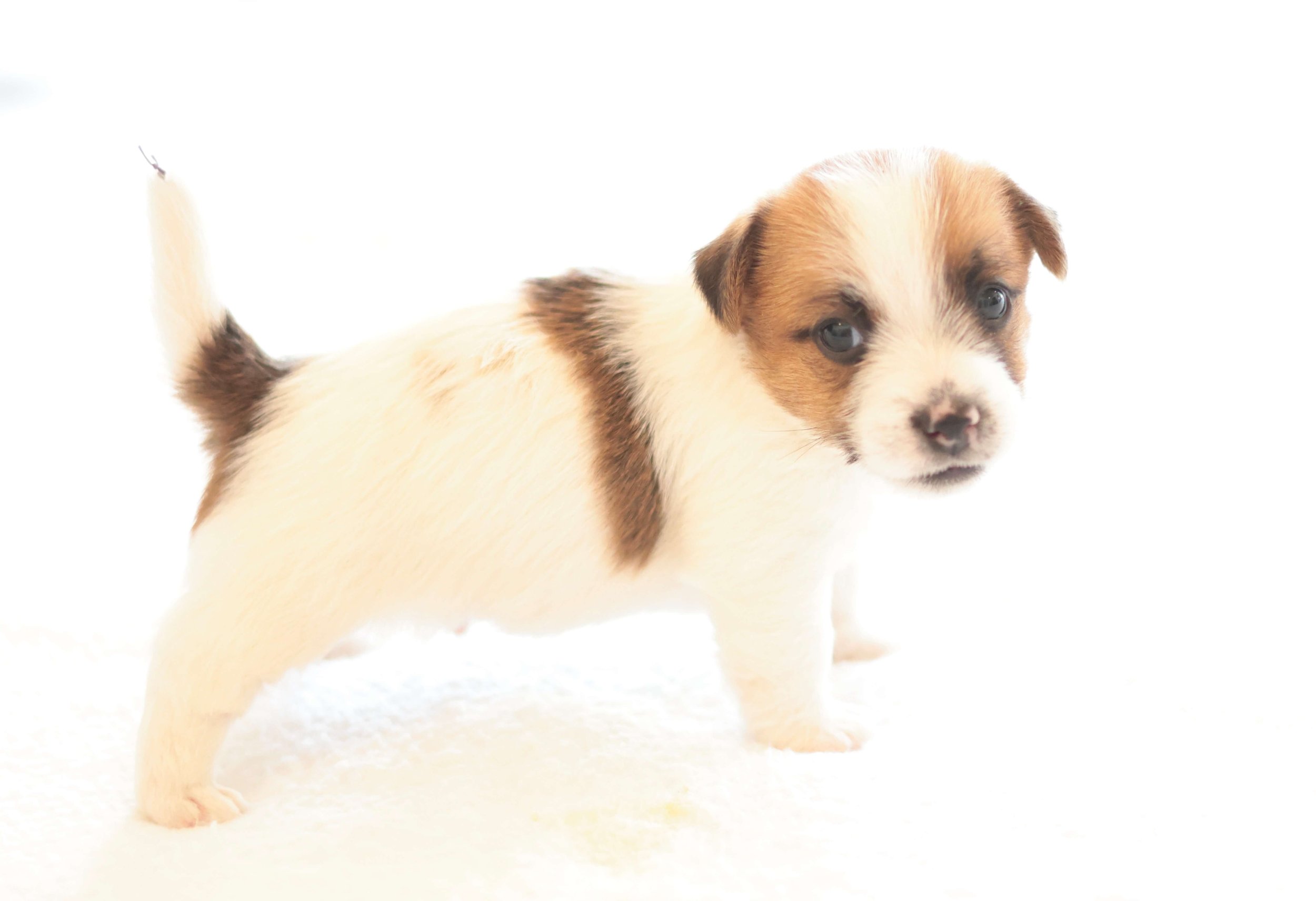 Broken Coat Jack Russell Puppy