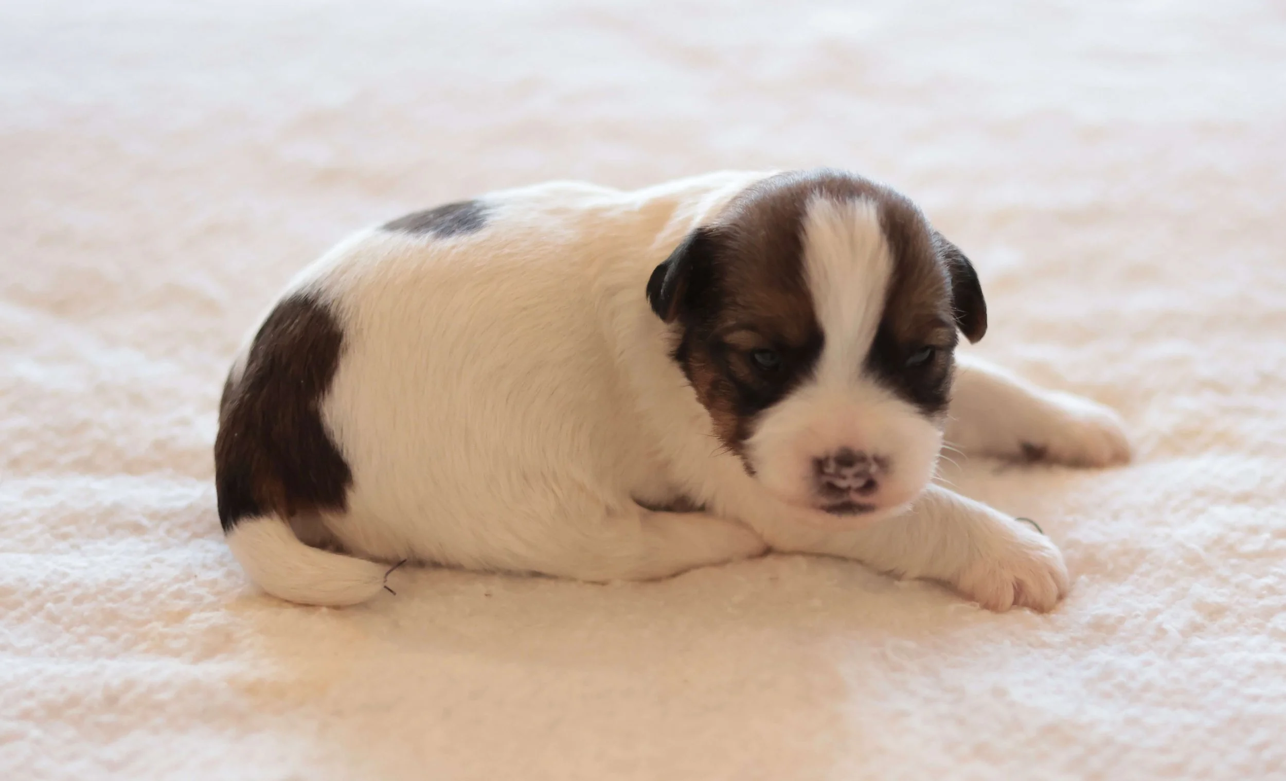 Soft rough coat Jack Russell