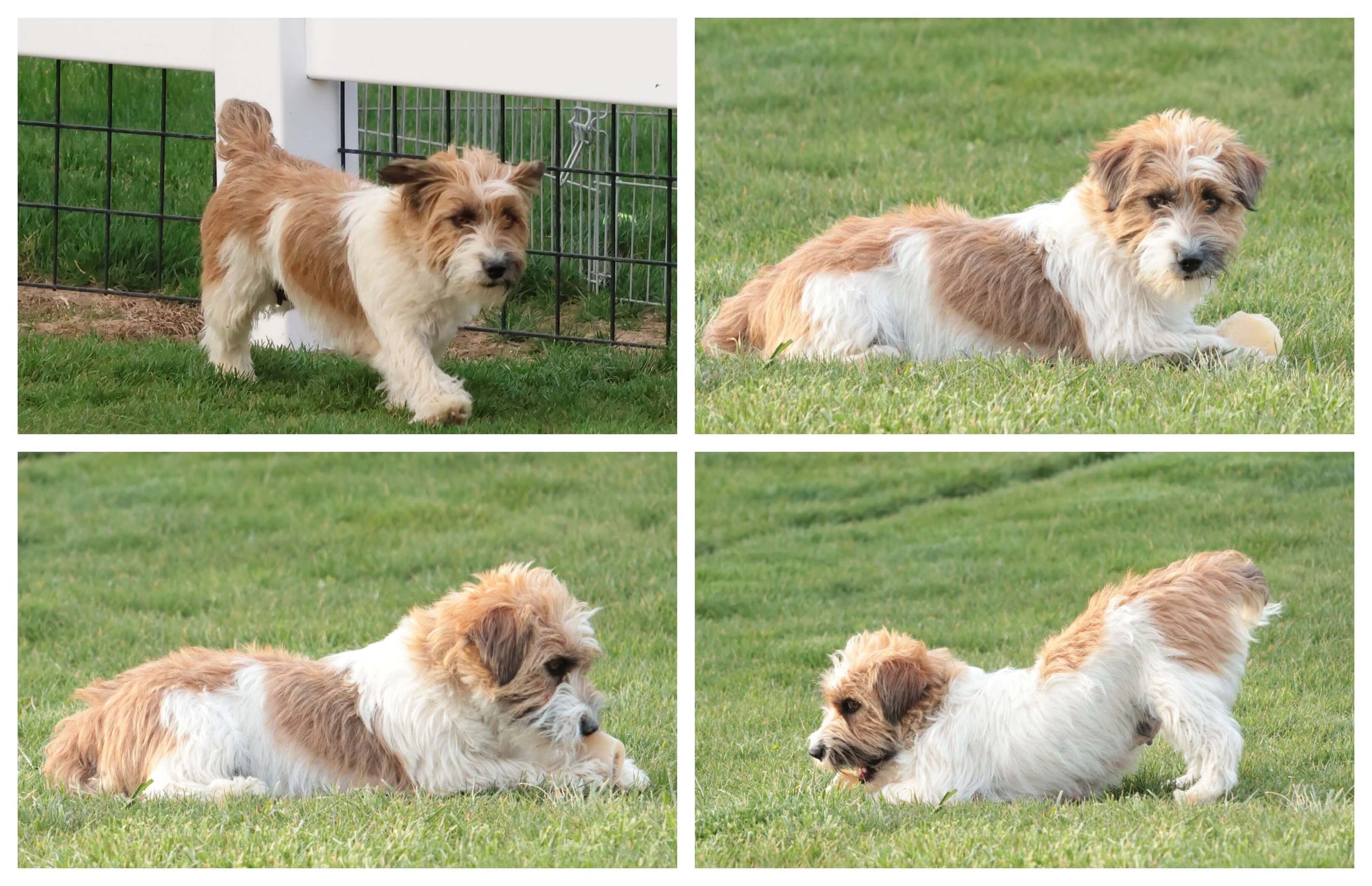 Rough coat Jack Russell;
