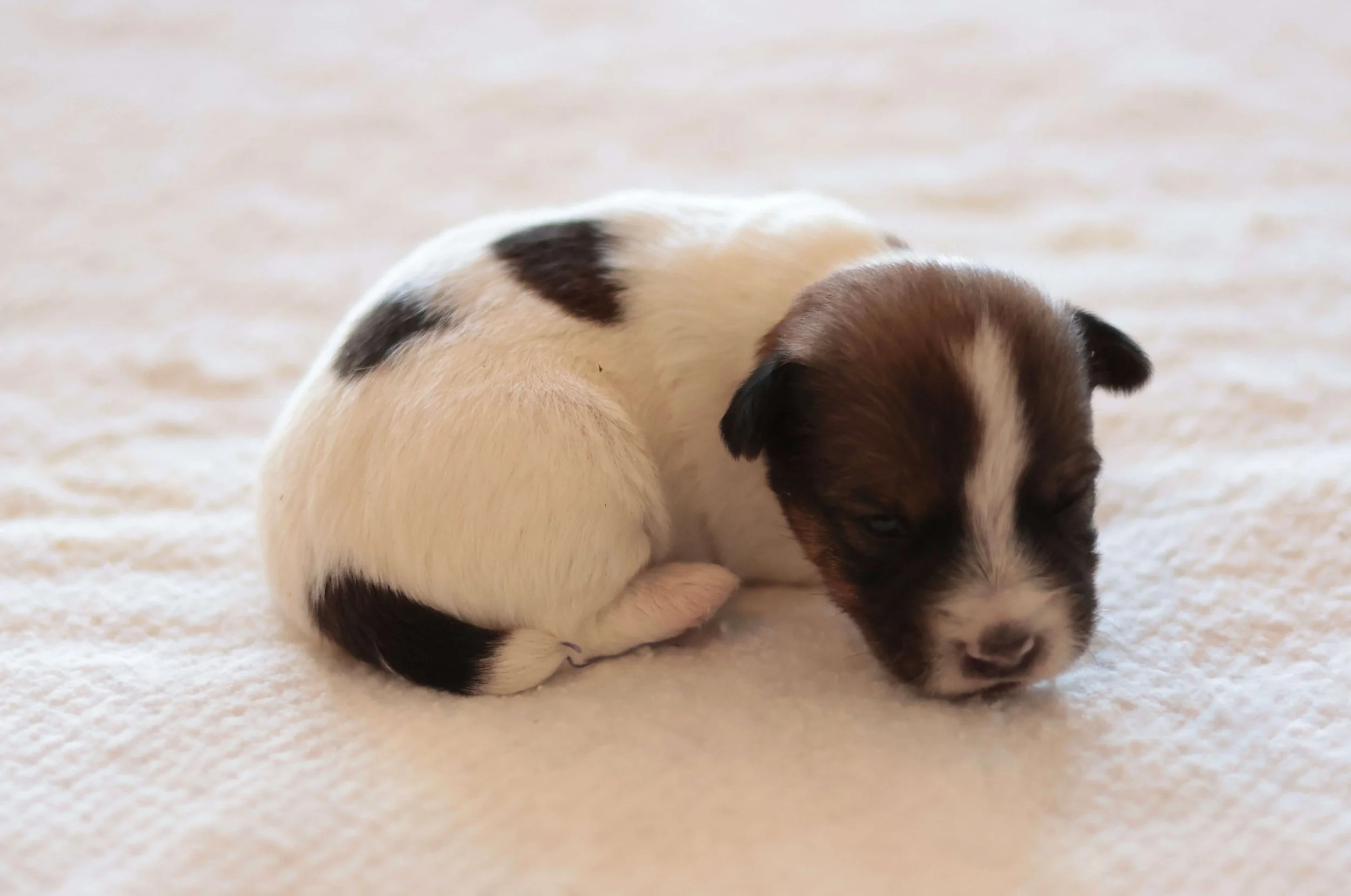 Soft rough coat Jack Russell