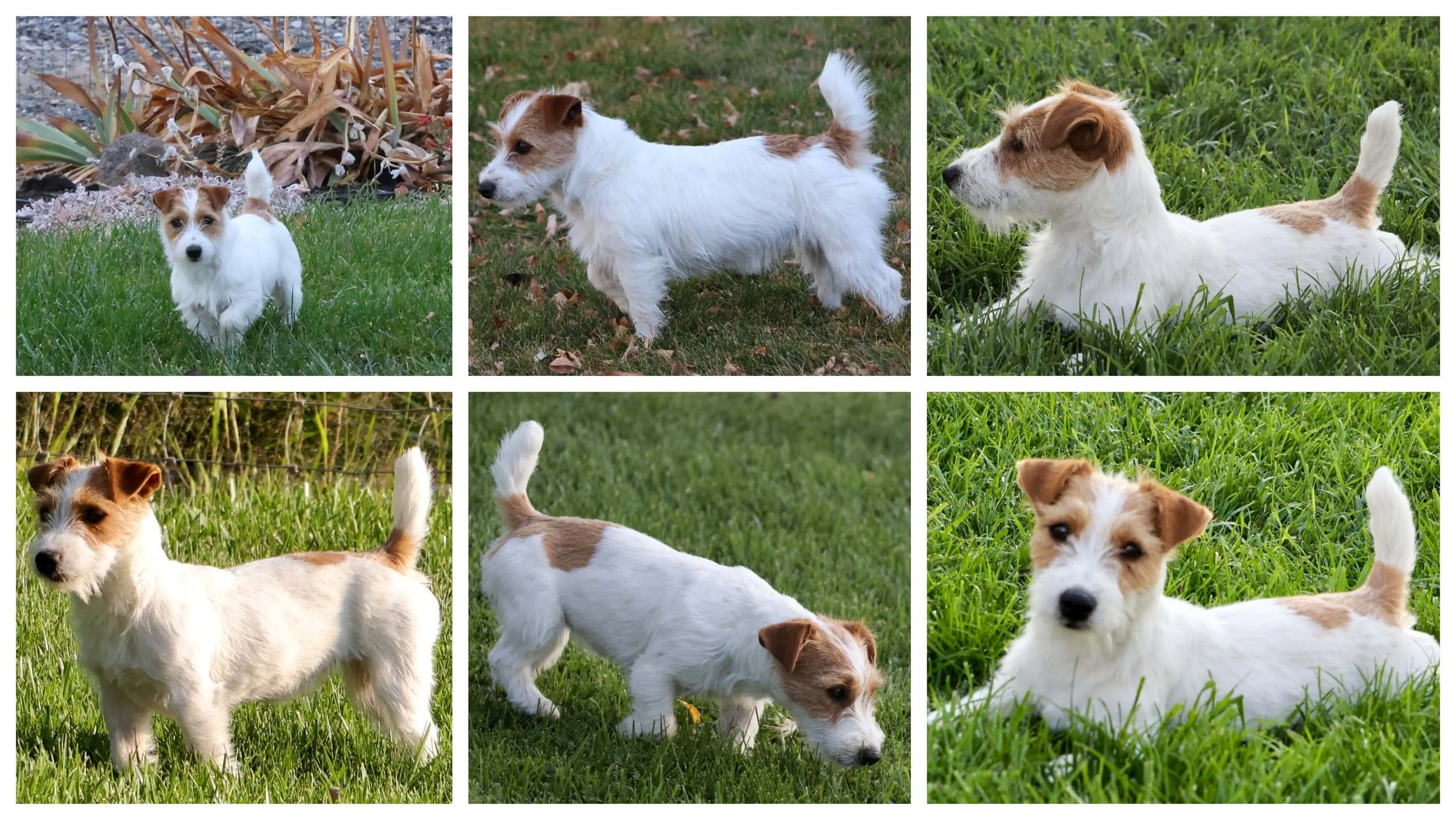 Broken Coat Jack Russell