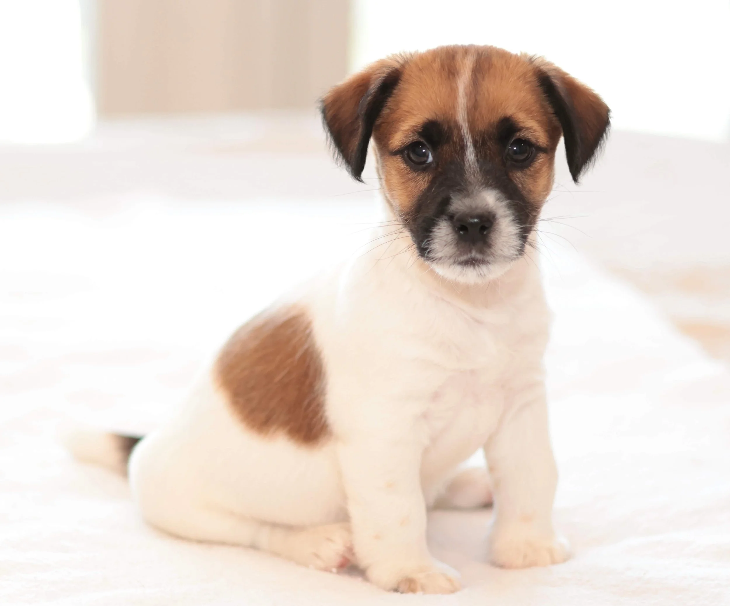 Broken Coat Jack Russell Terrier