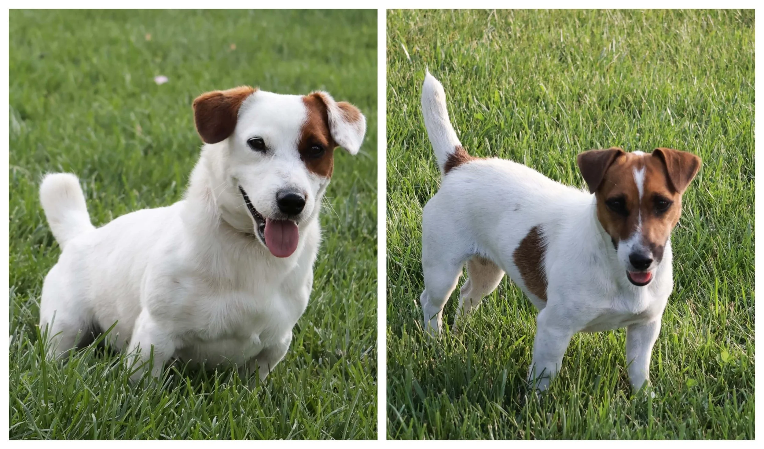 Smooth Coat Jack Russell