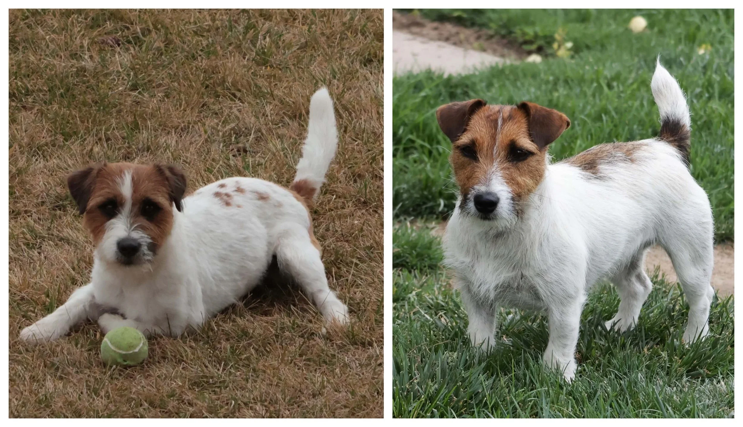 Broken coat Jack Russells